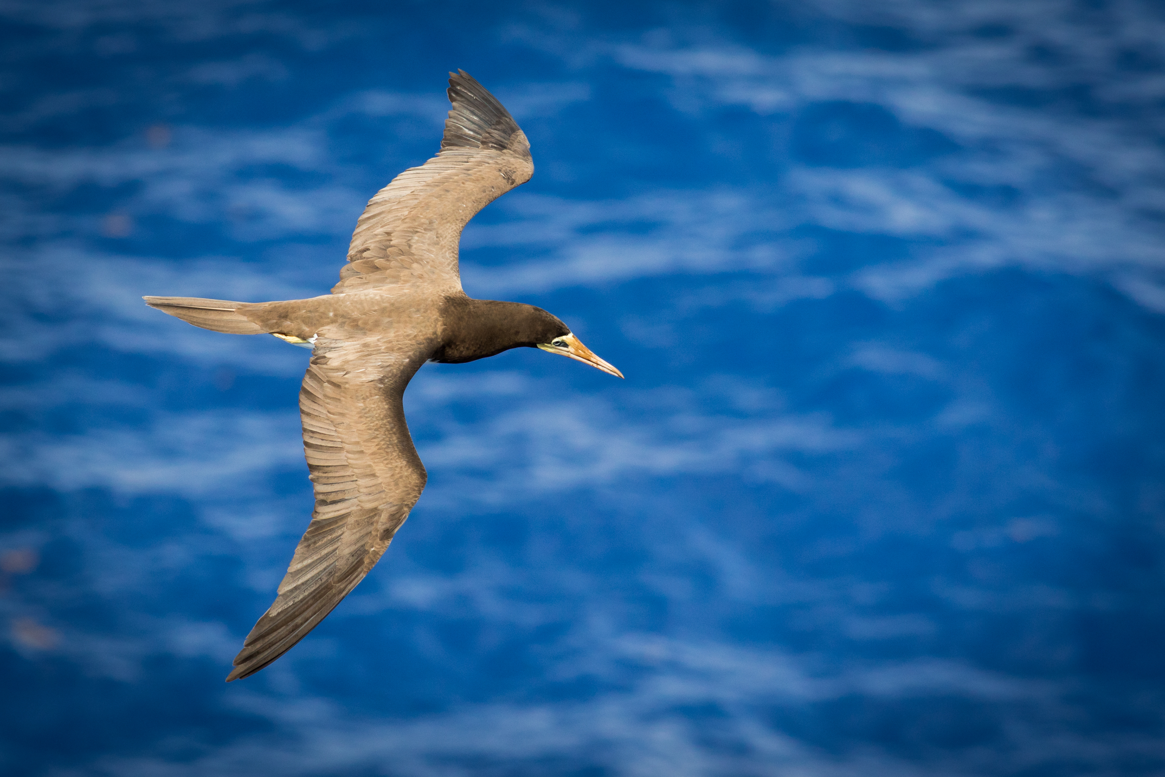 Brown Booby - at sea