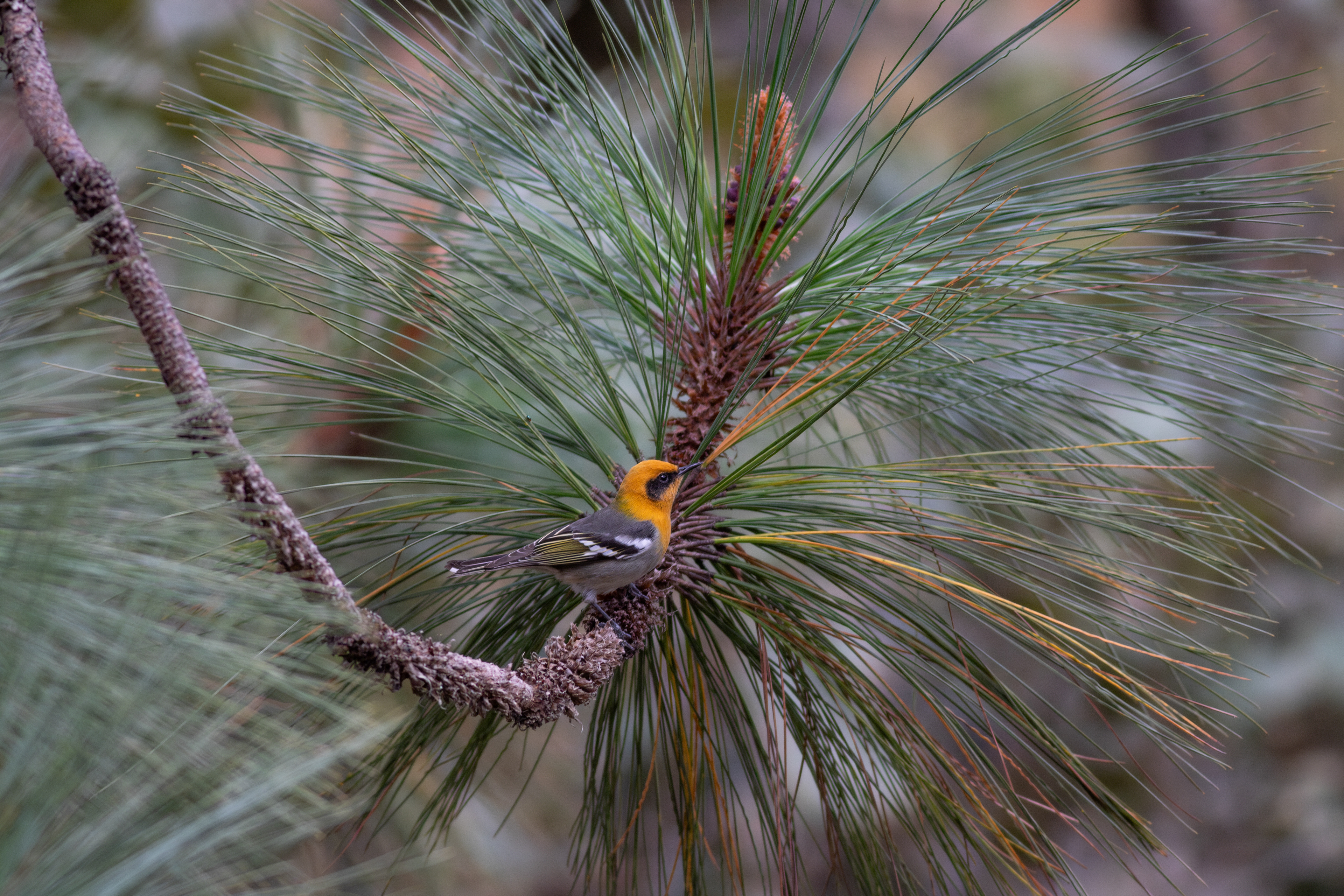 Olive Warbler - Jalisco