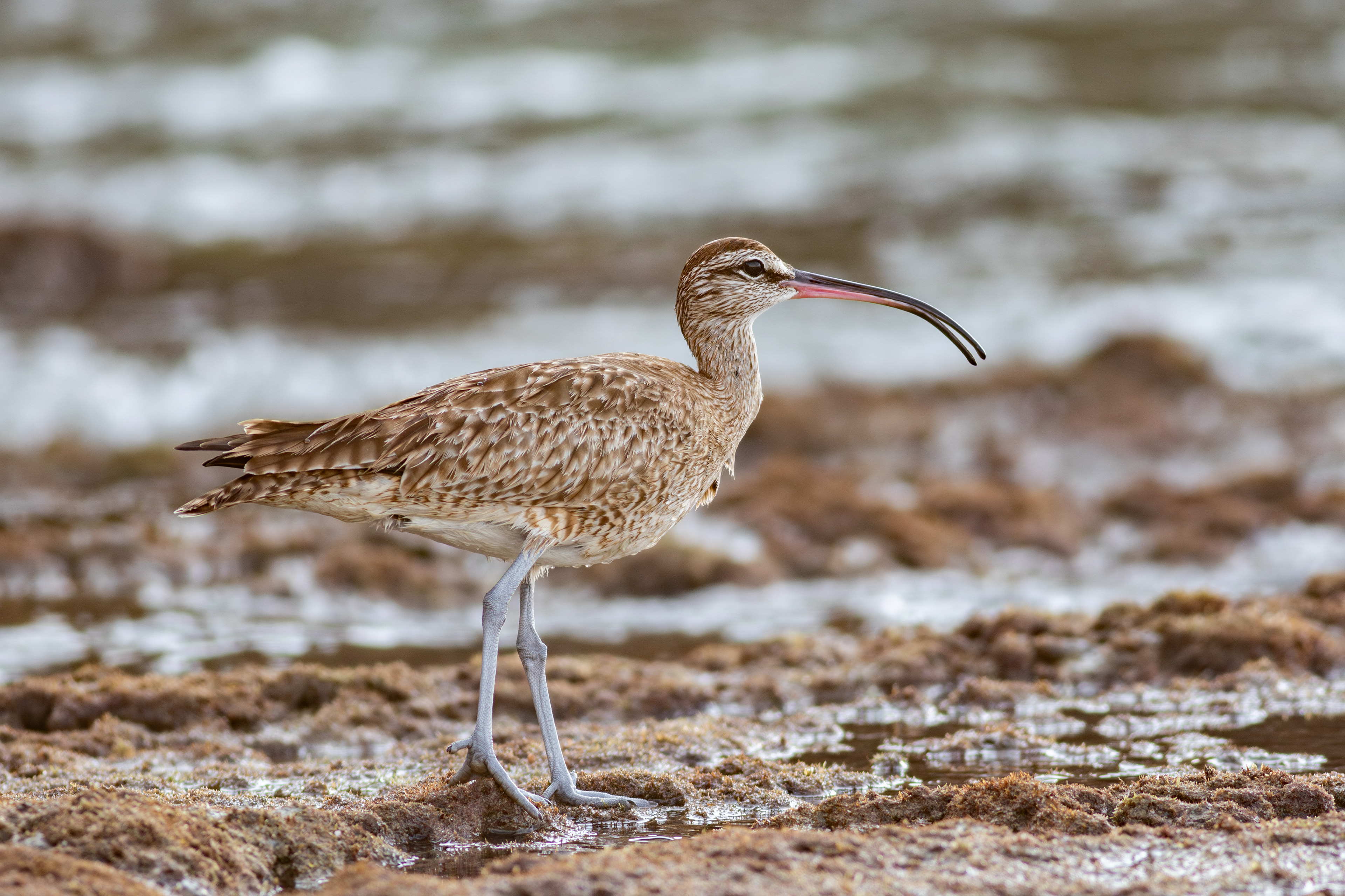 Whimbrel - Nayarit