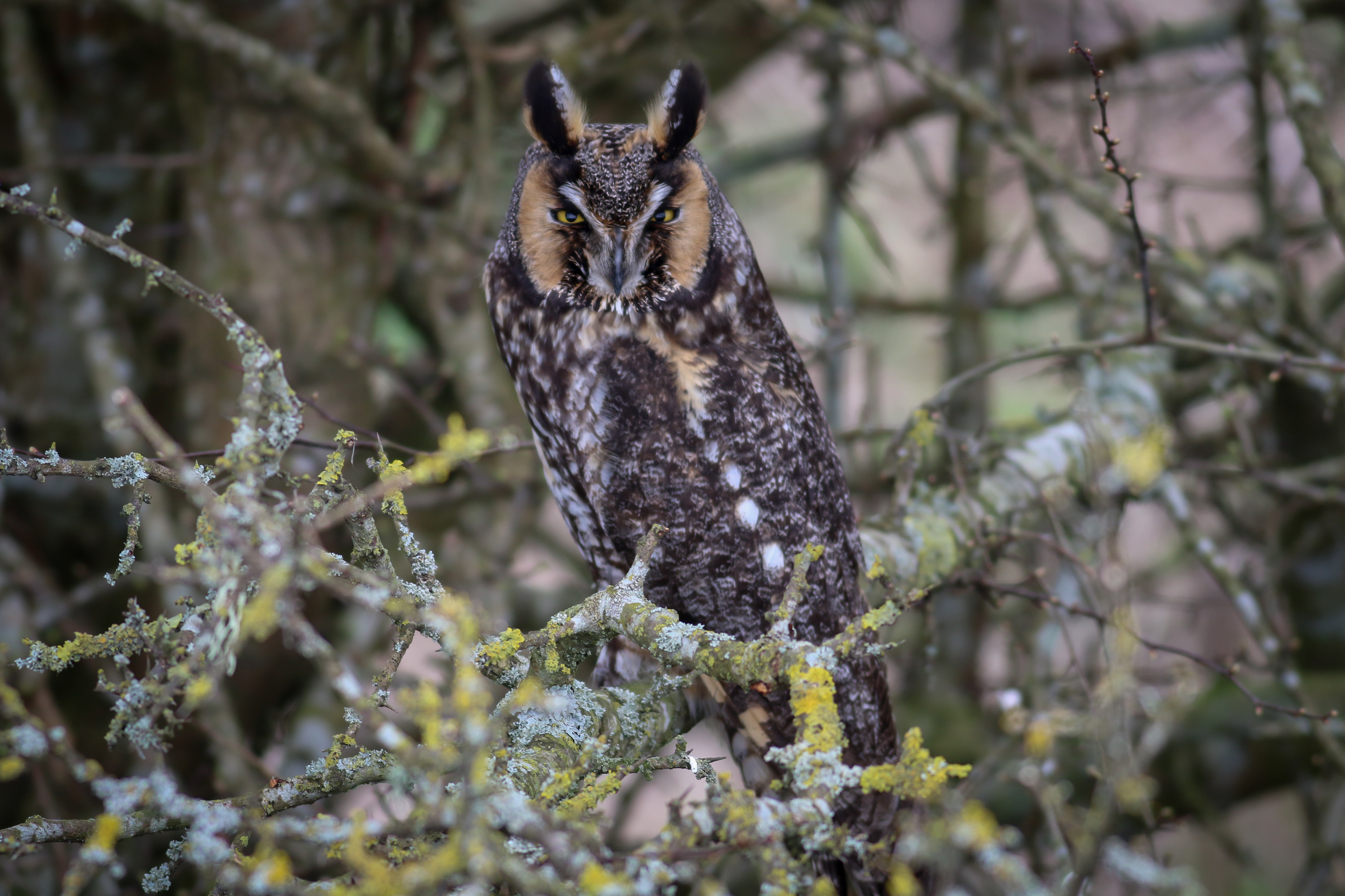 Long-eared Owl - BC