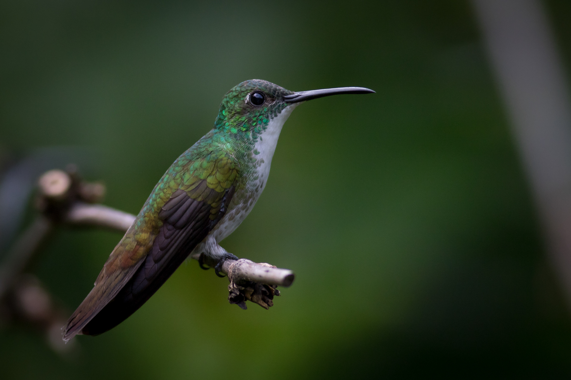 White-chested Emerald