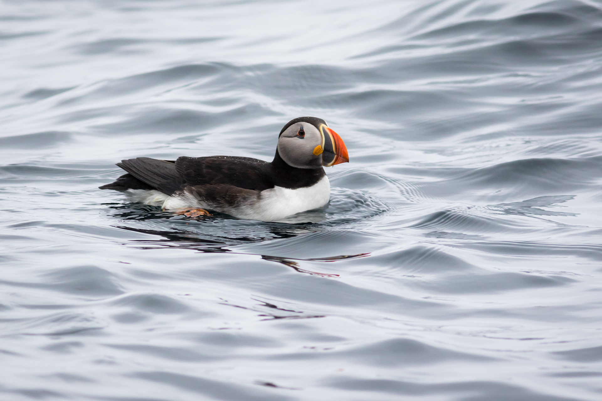 Atlantic Puffin - Newfoundland