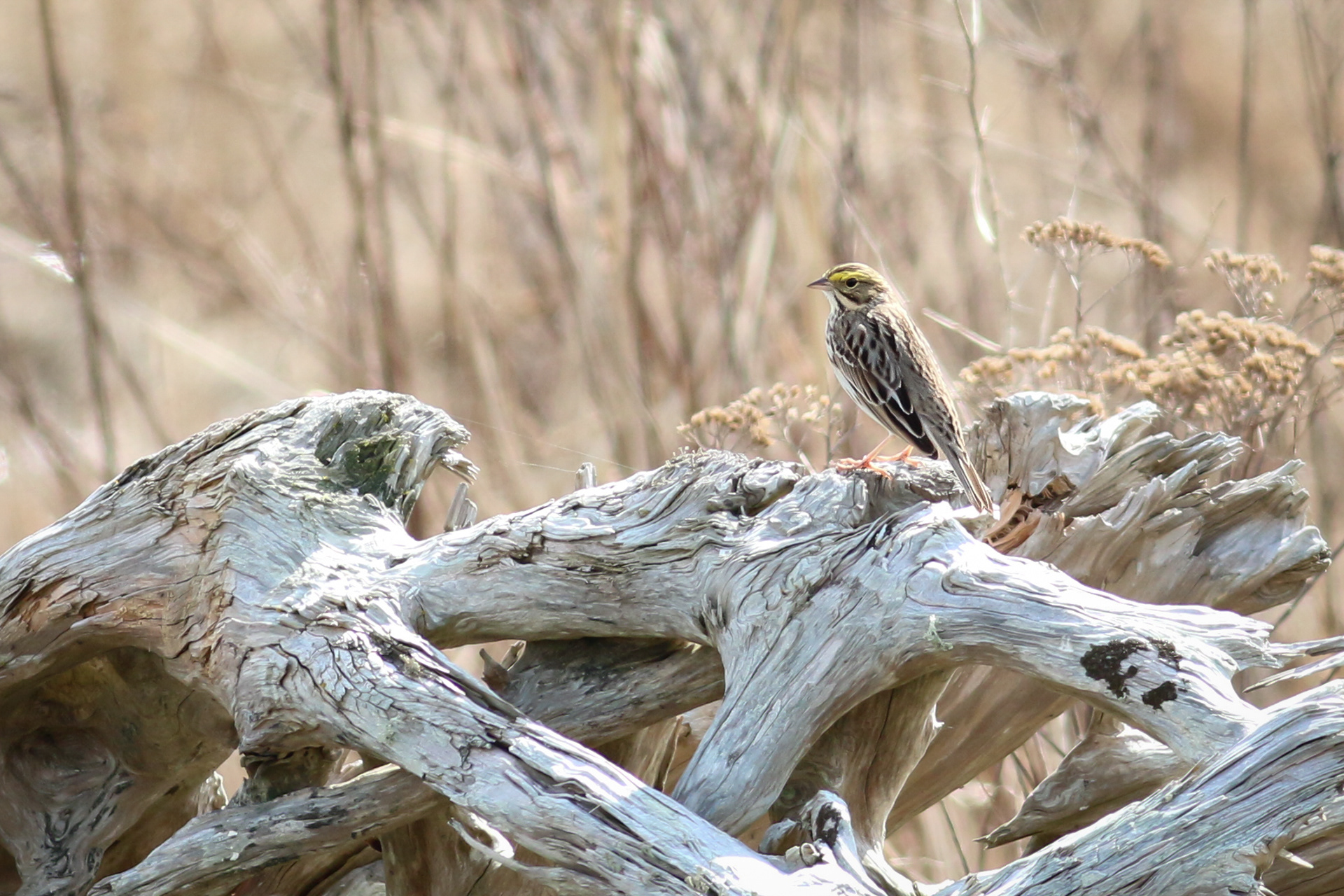 Savannah Sparrow - BC