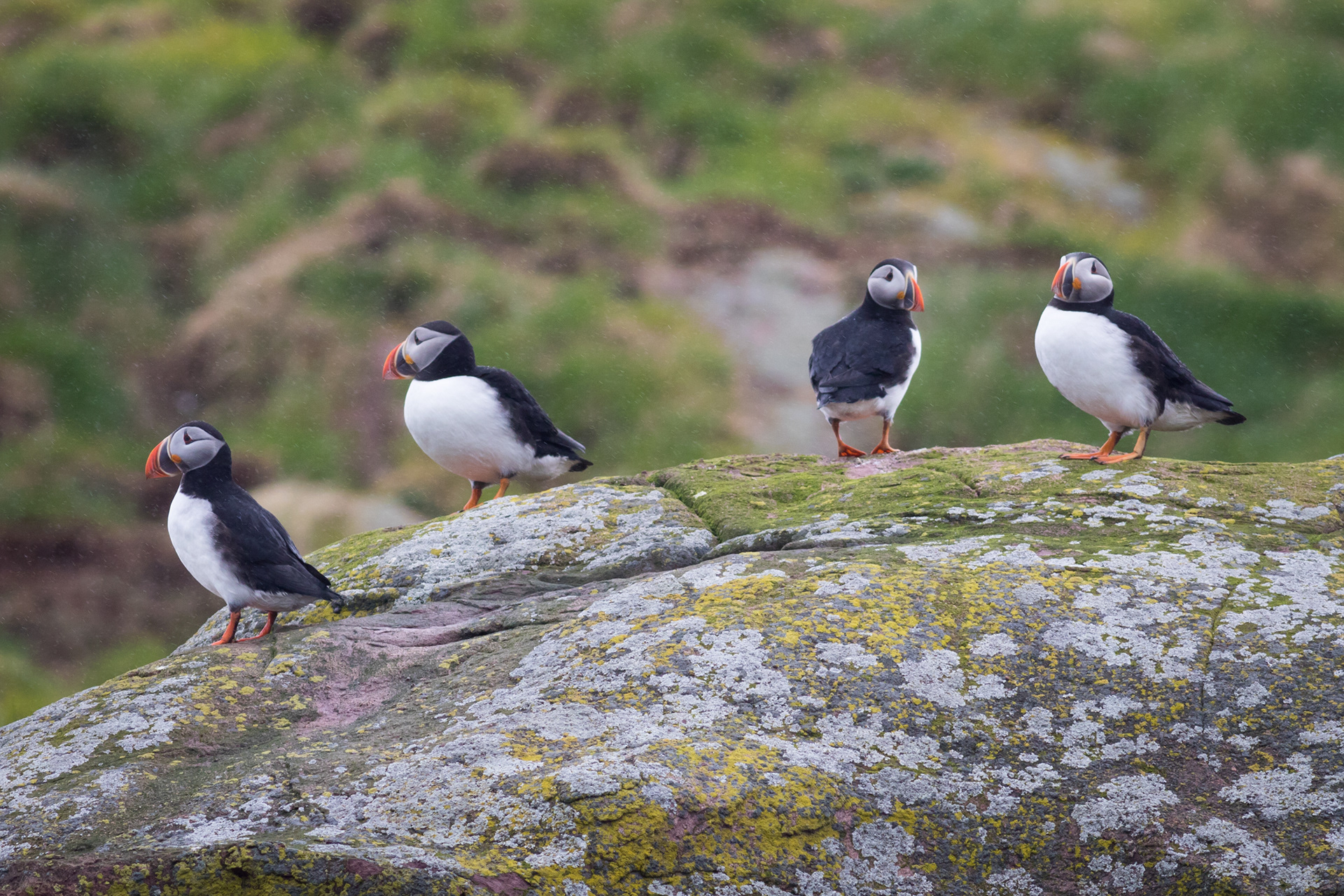 Atlantic Puffin - Newfoundland