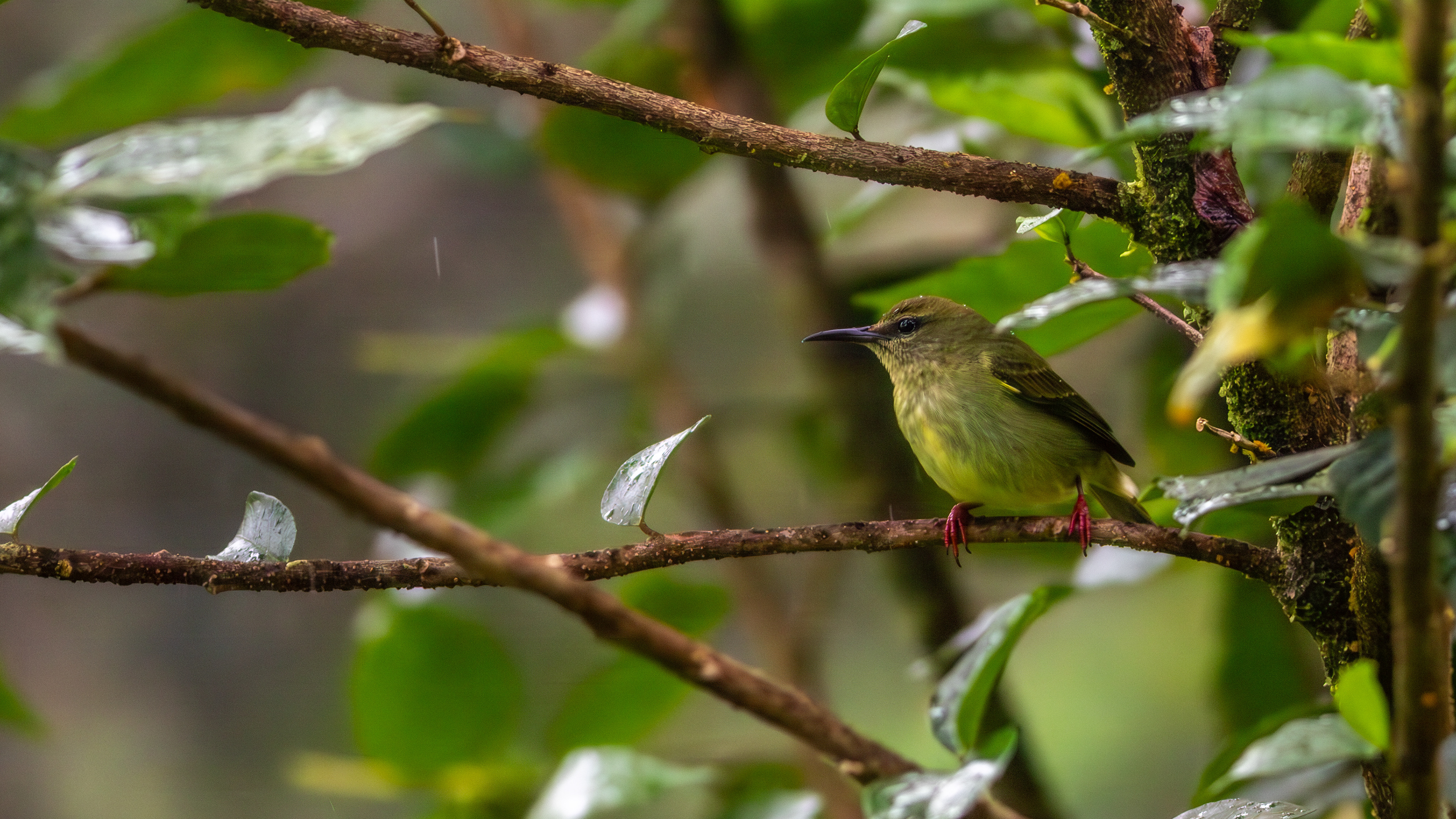 Red-legged Honeycreeper, female - Aranal Observatory