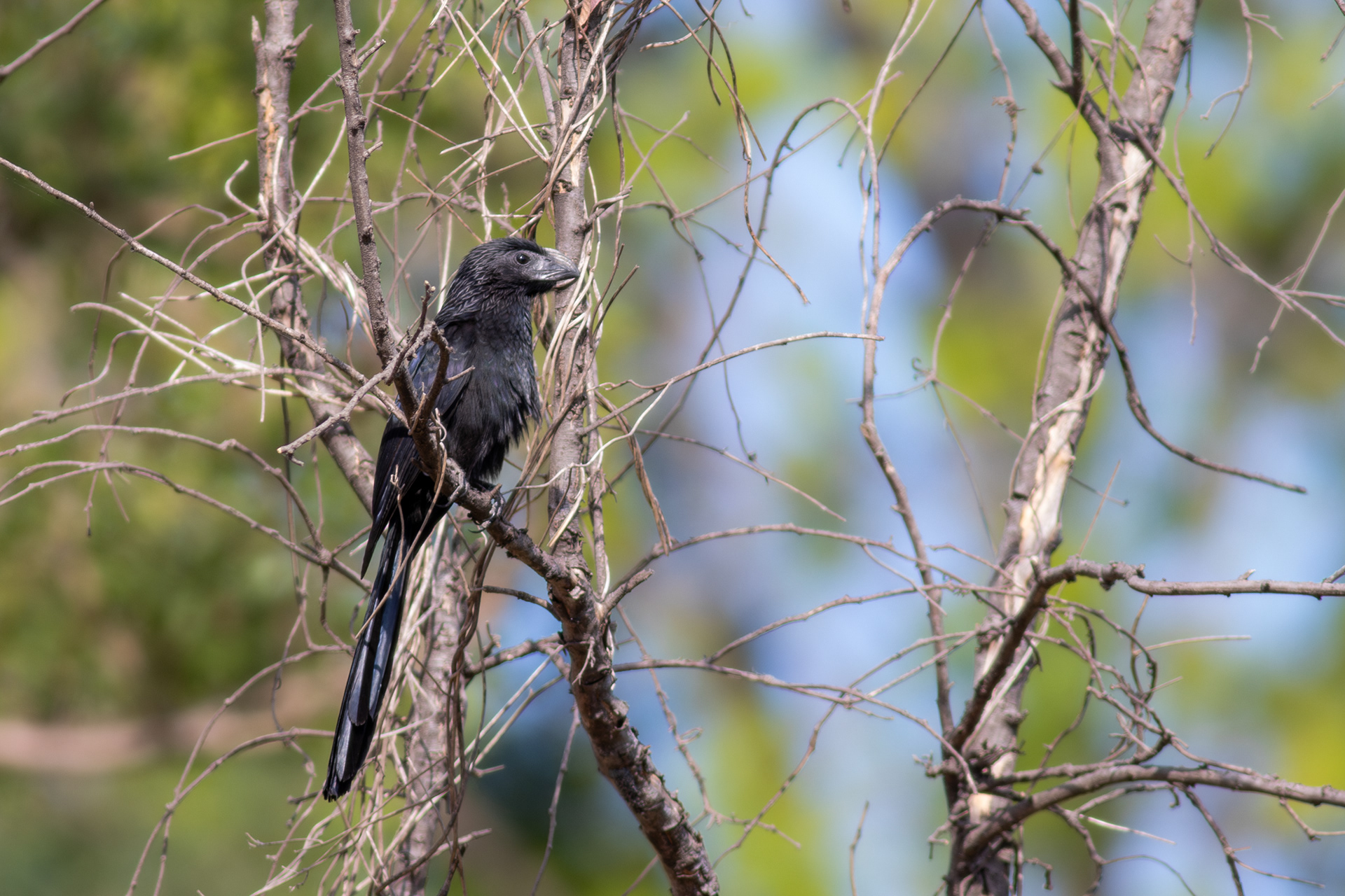 Groove-billed Ani - Jalisco