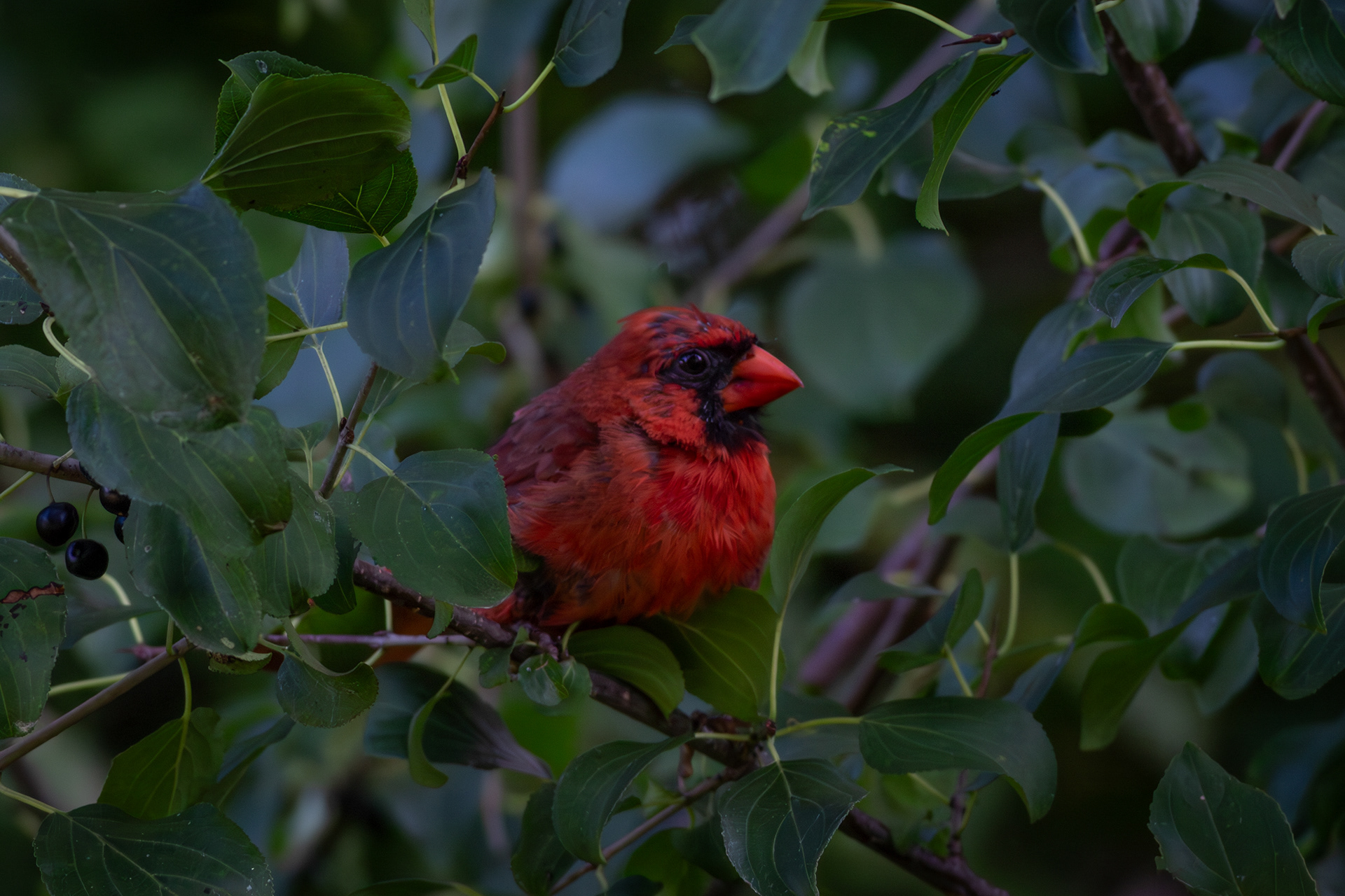 Northern Cardinal