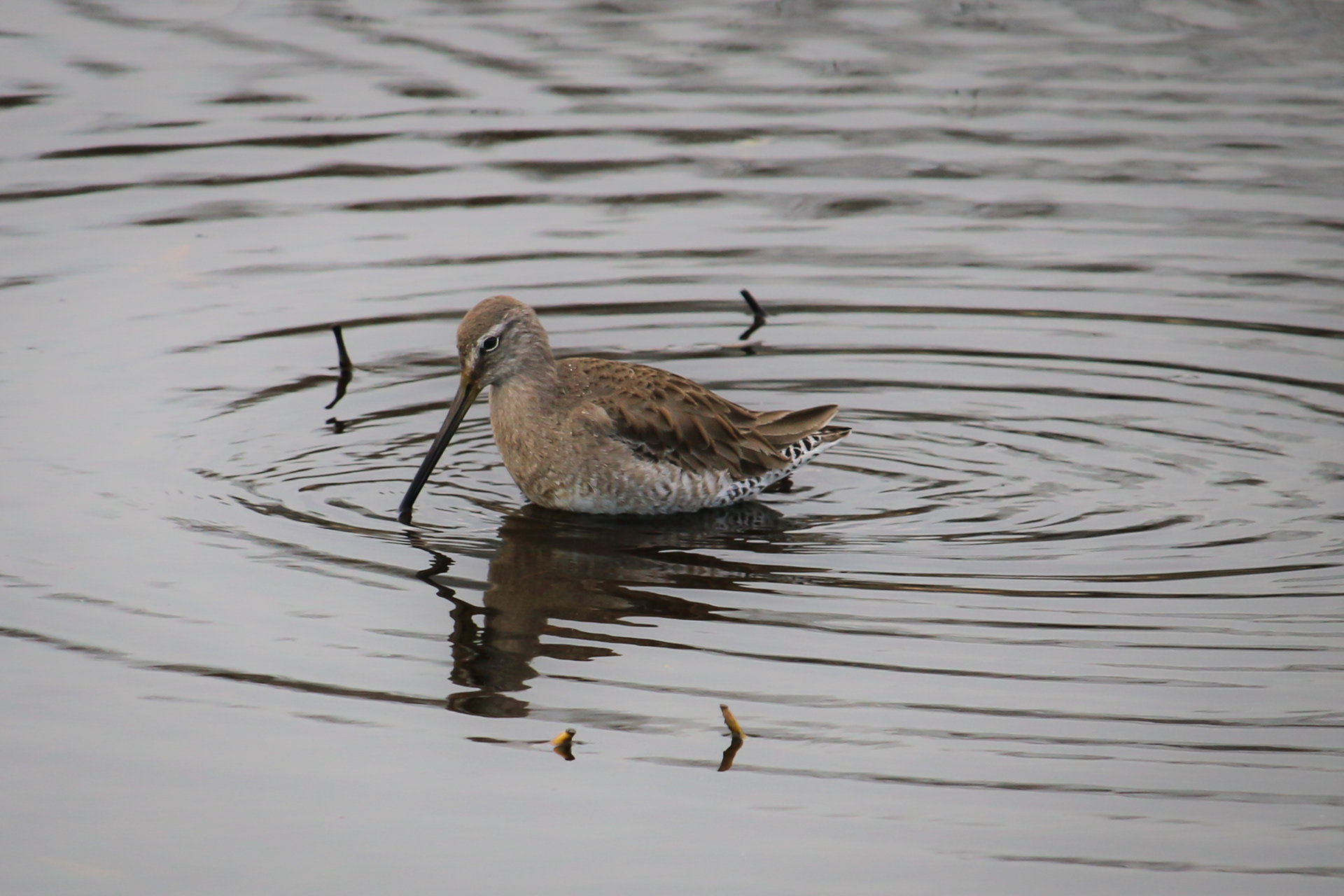 Long-billed Dowicher - BC