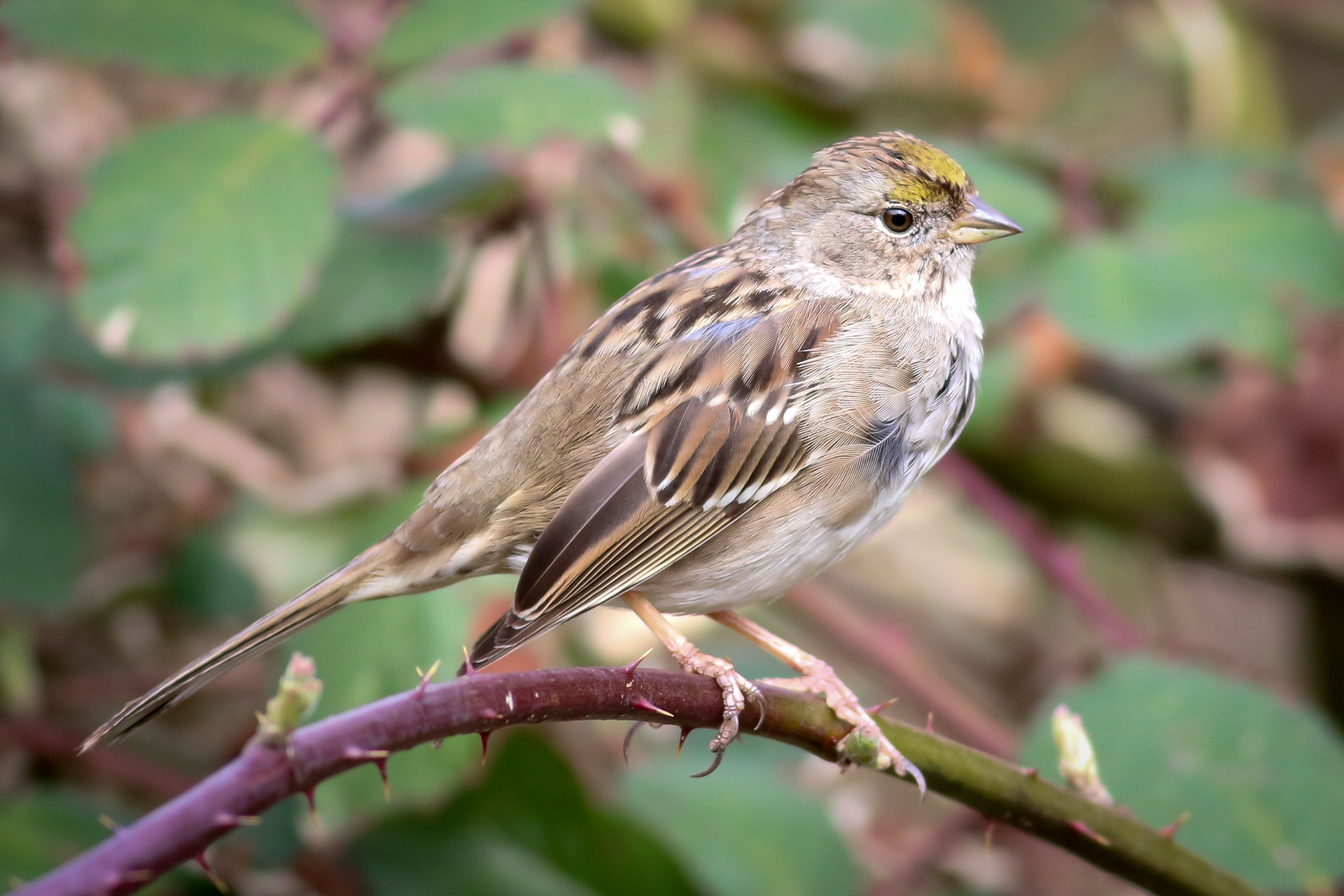 Golden-crowned Sparrow - BC