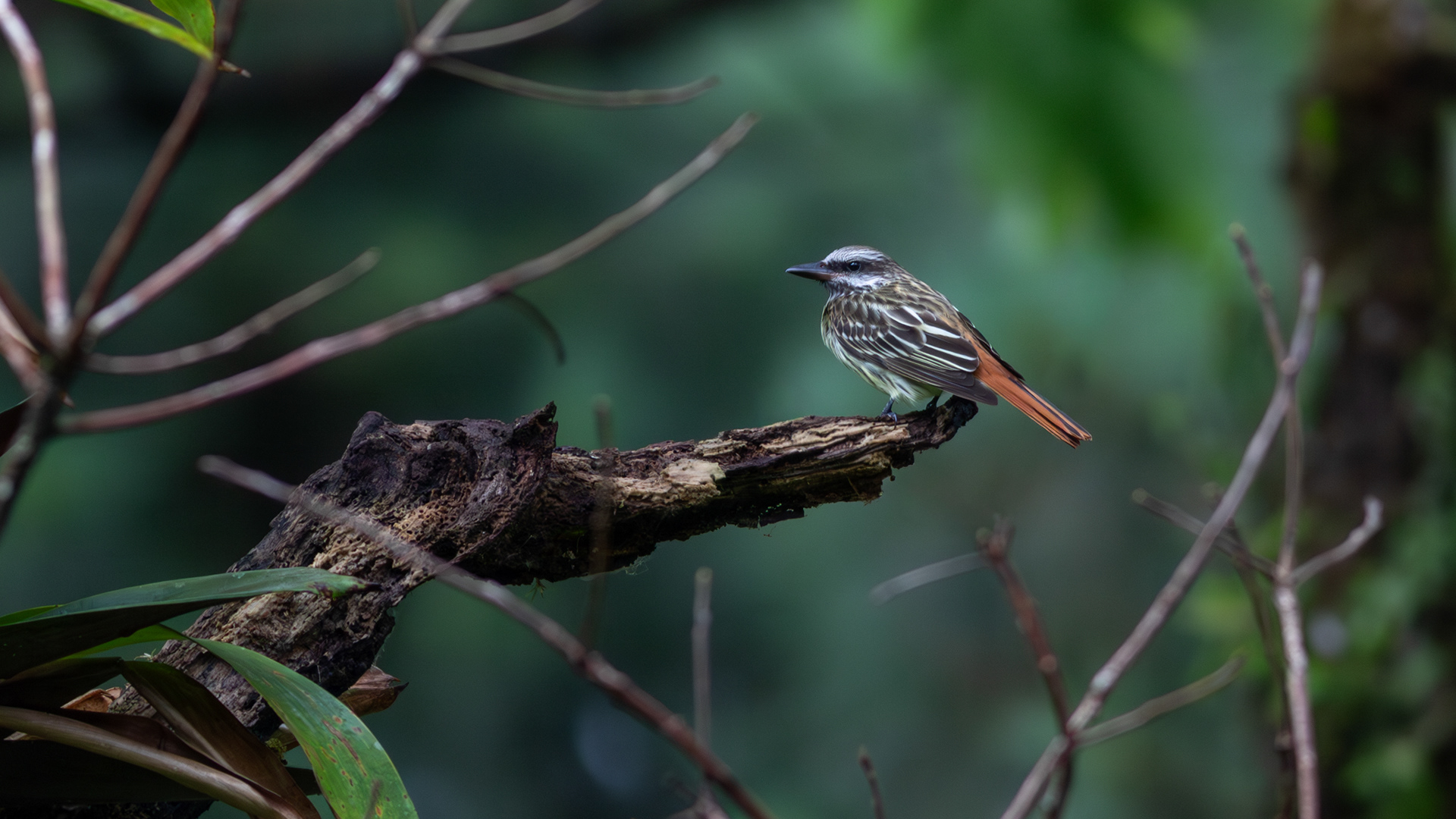 Sulpher-bellied Flycatcher - Aranal Observatory