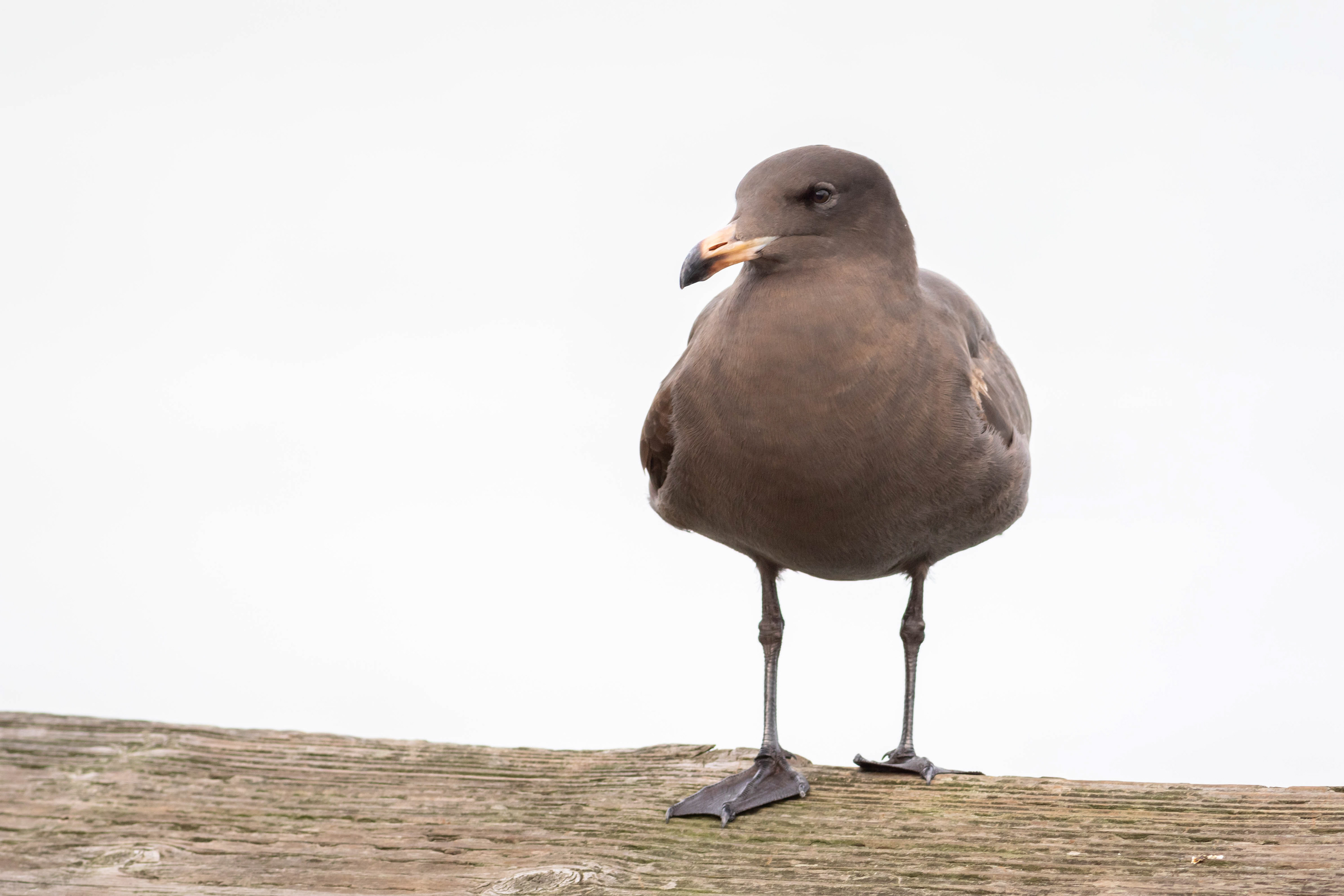 Herman's Gull, second winter