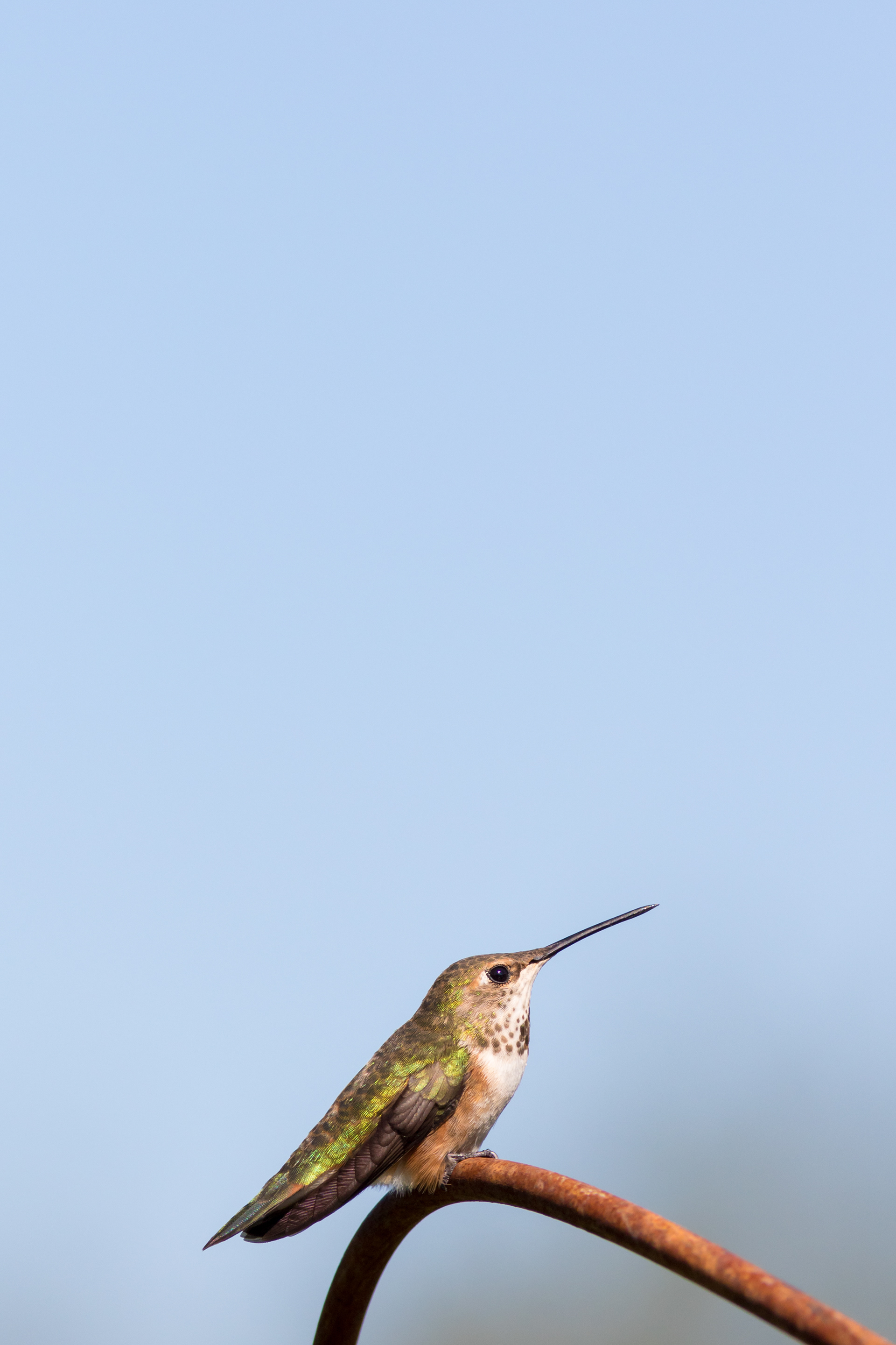 Rufous Hummingbird - female - BC