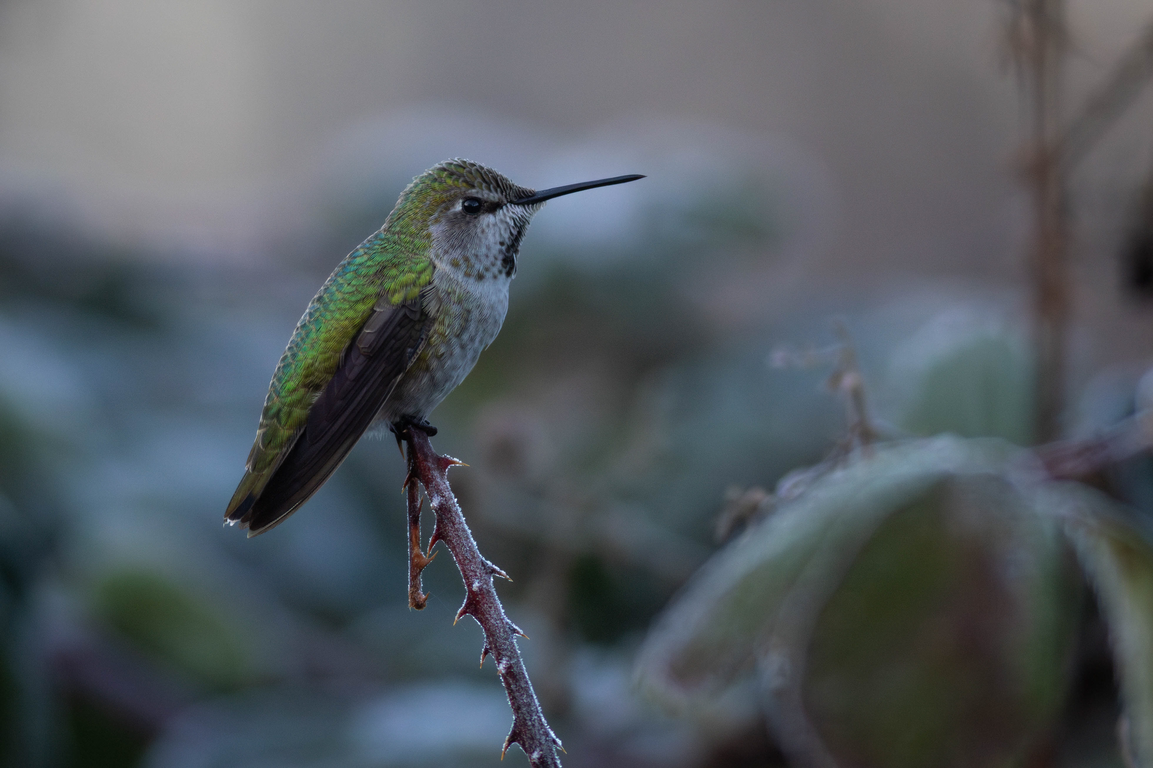 Anna's Hummingbird, female