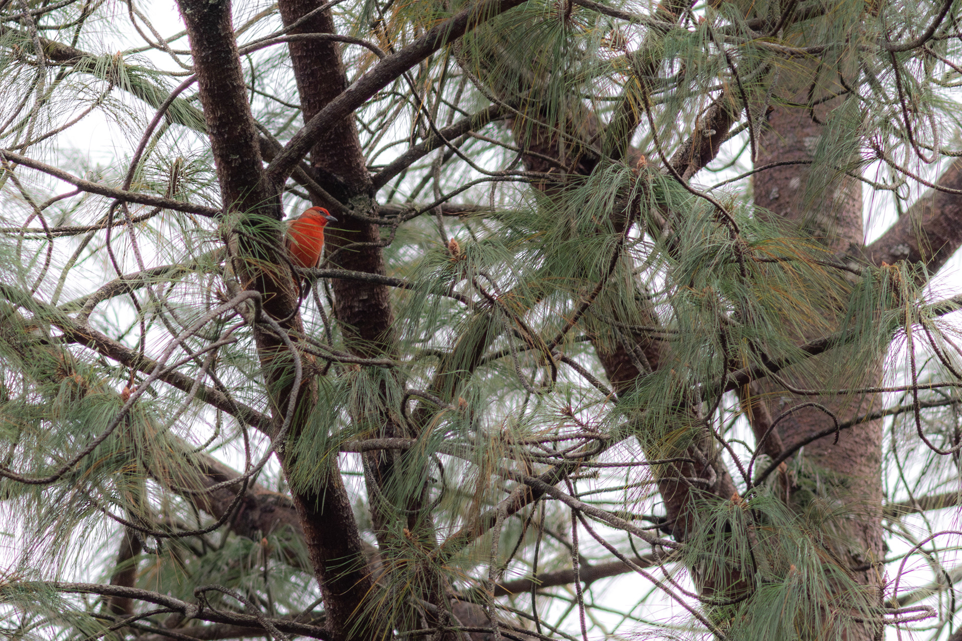 Hepatic Tanager, male - Jalisco