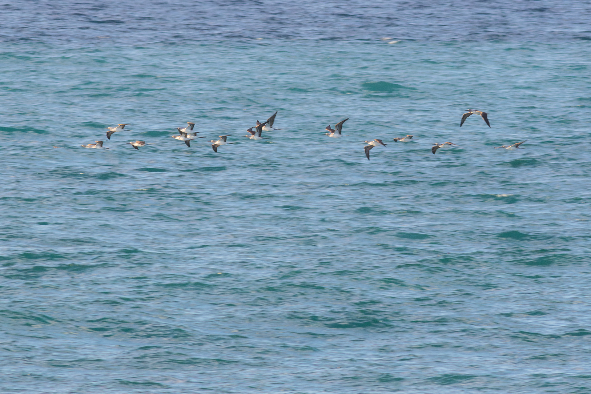 Blue-footed Boobies - Nayarit