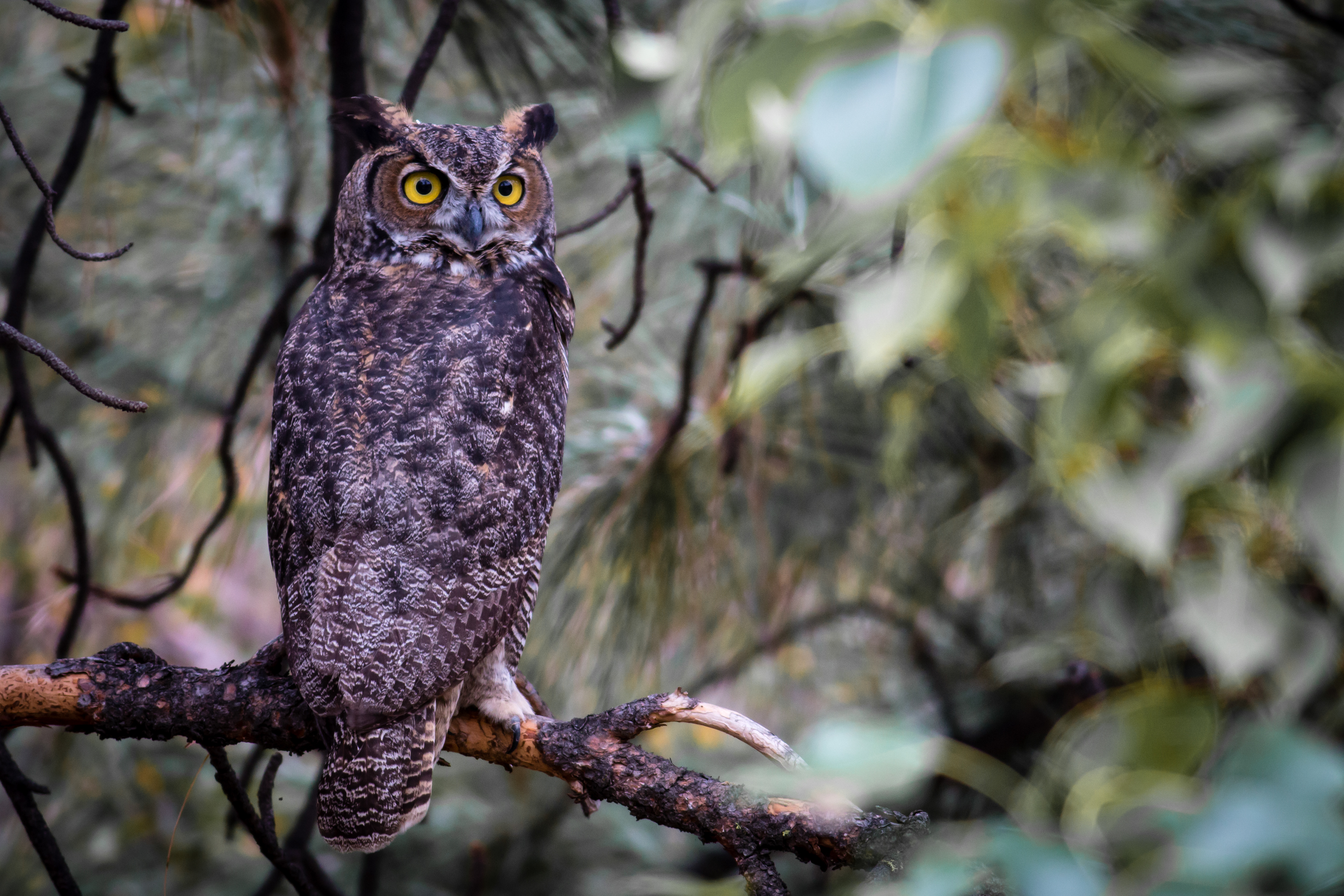 Great-horned Owl - BC
