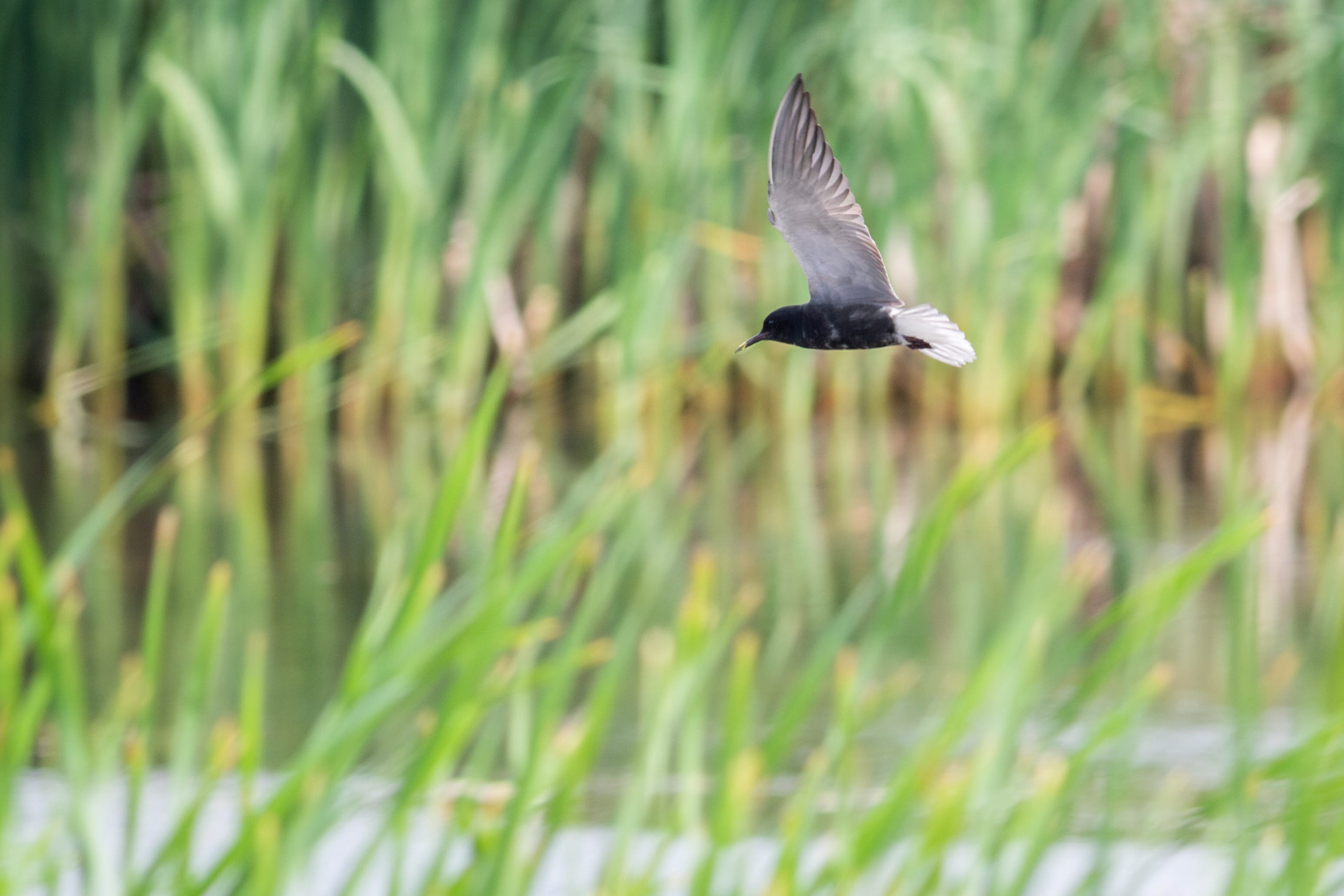 Black Tern - Saskatchewan