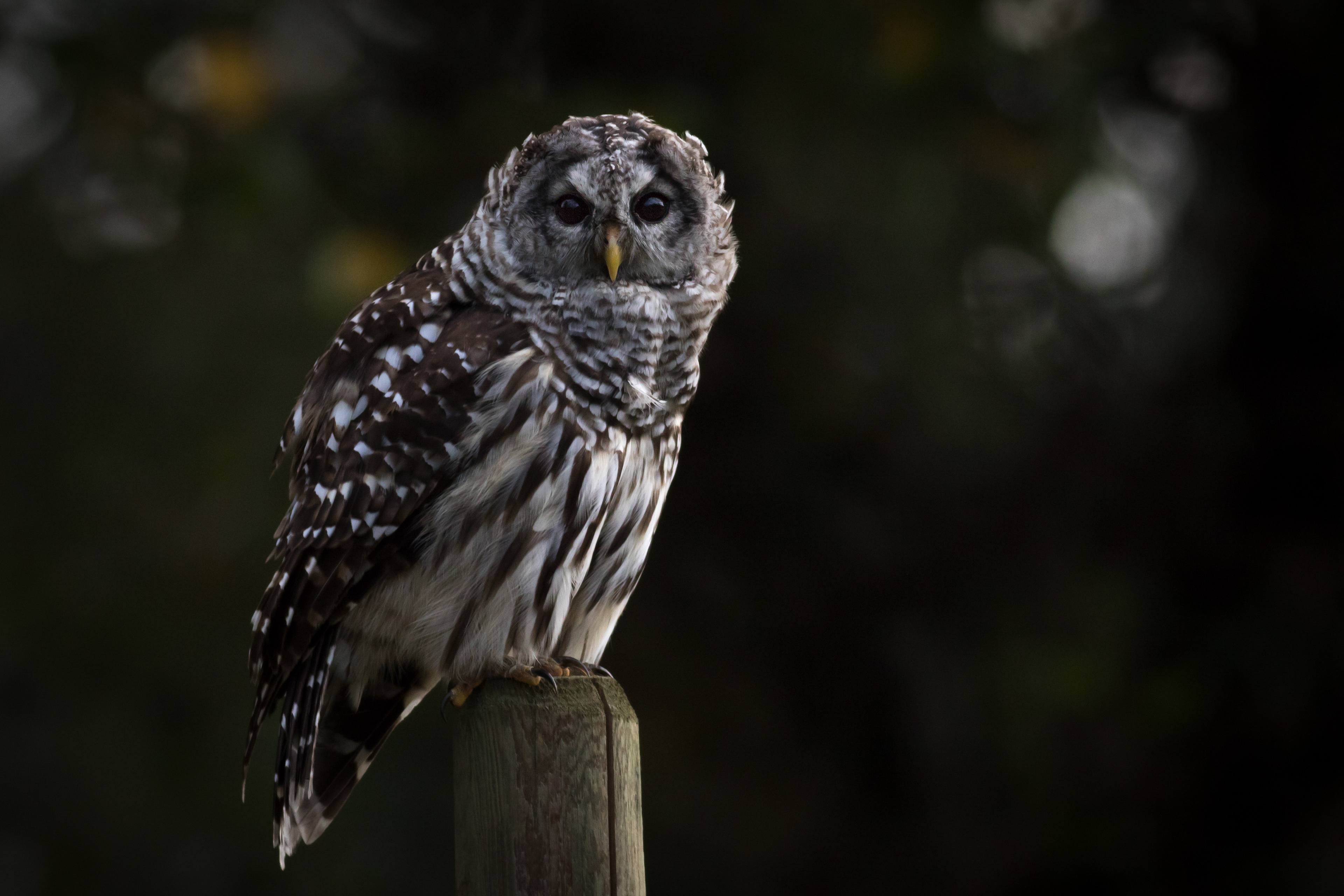 Barred Owl - BC