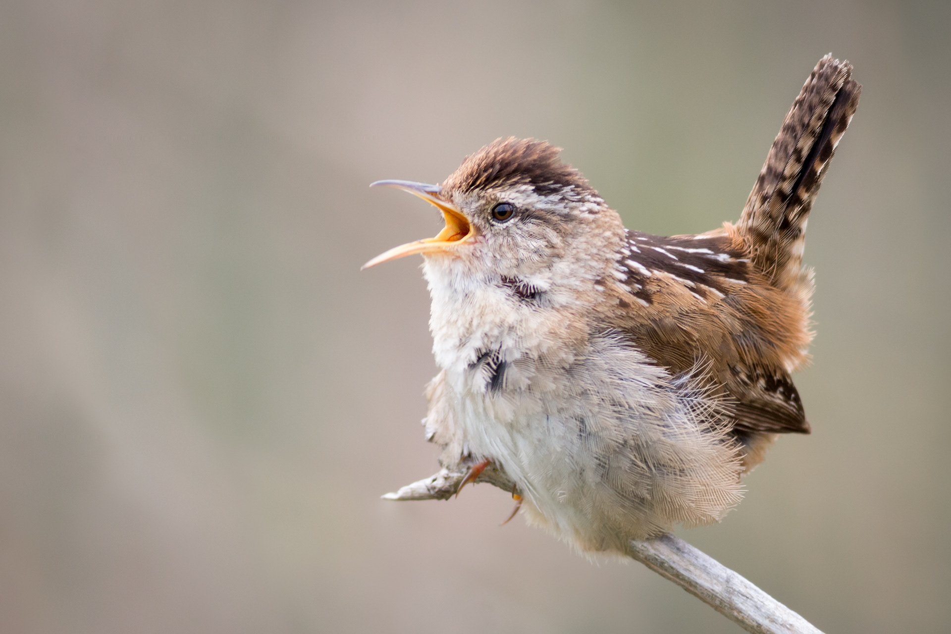 Marsh Wren - BC