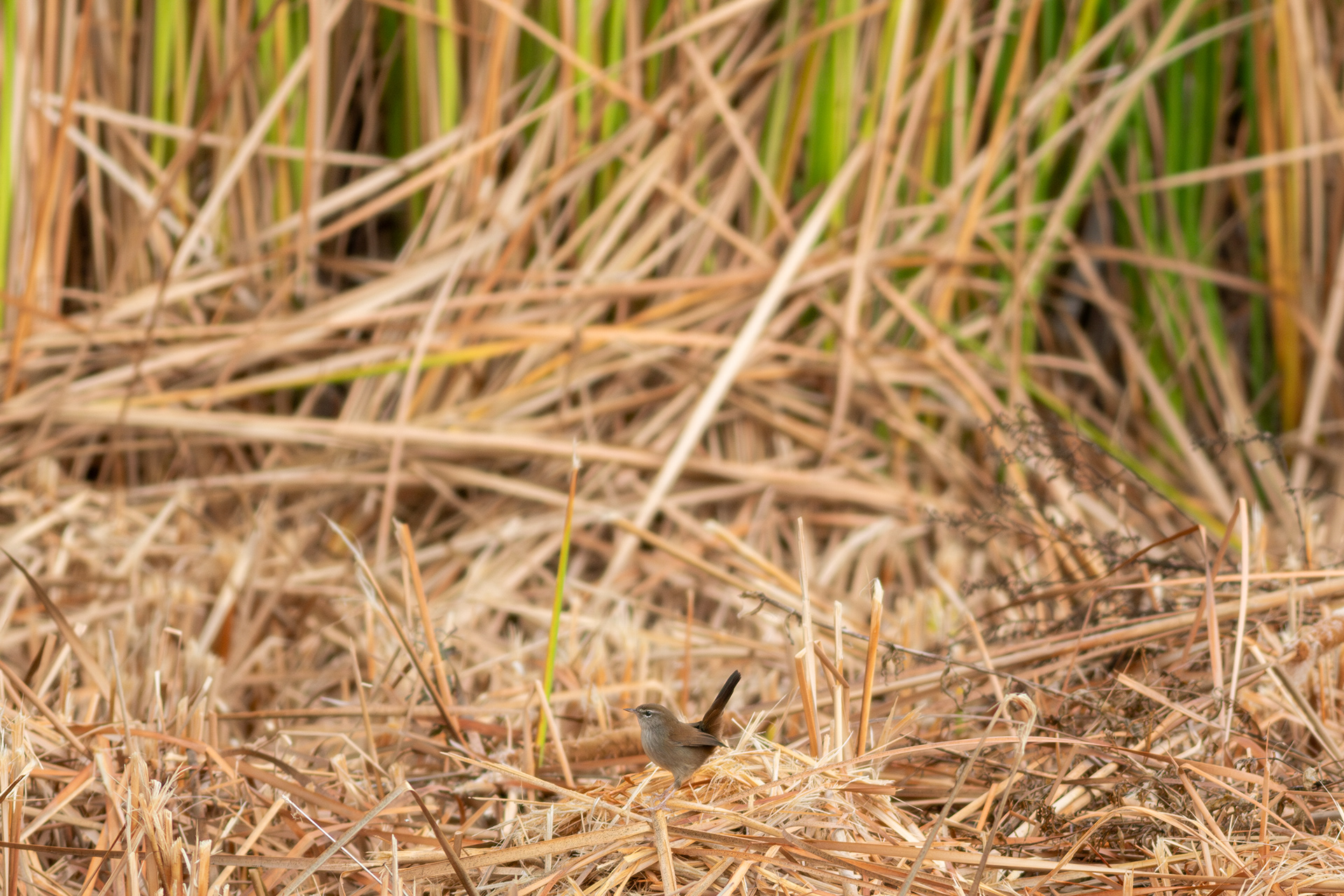 Cetti's Warbler