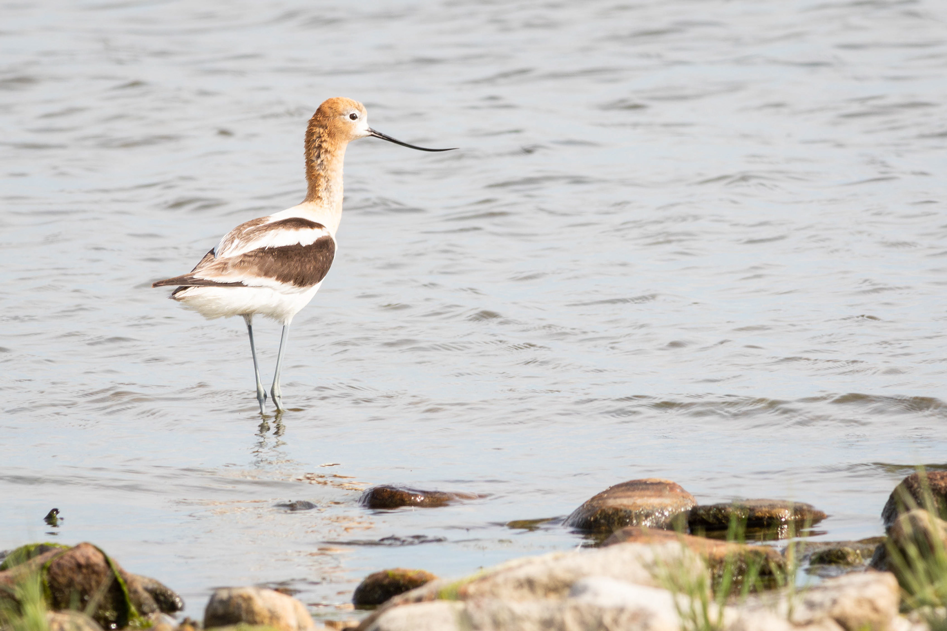 American Avocet - Saskatchewan