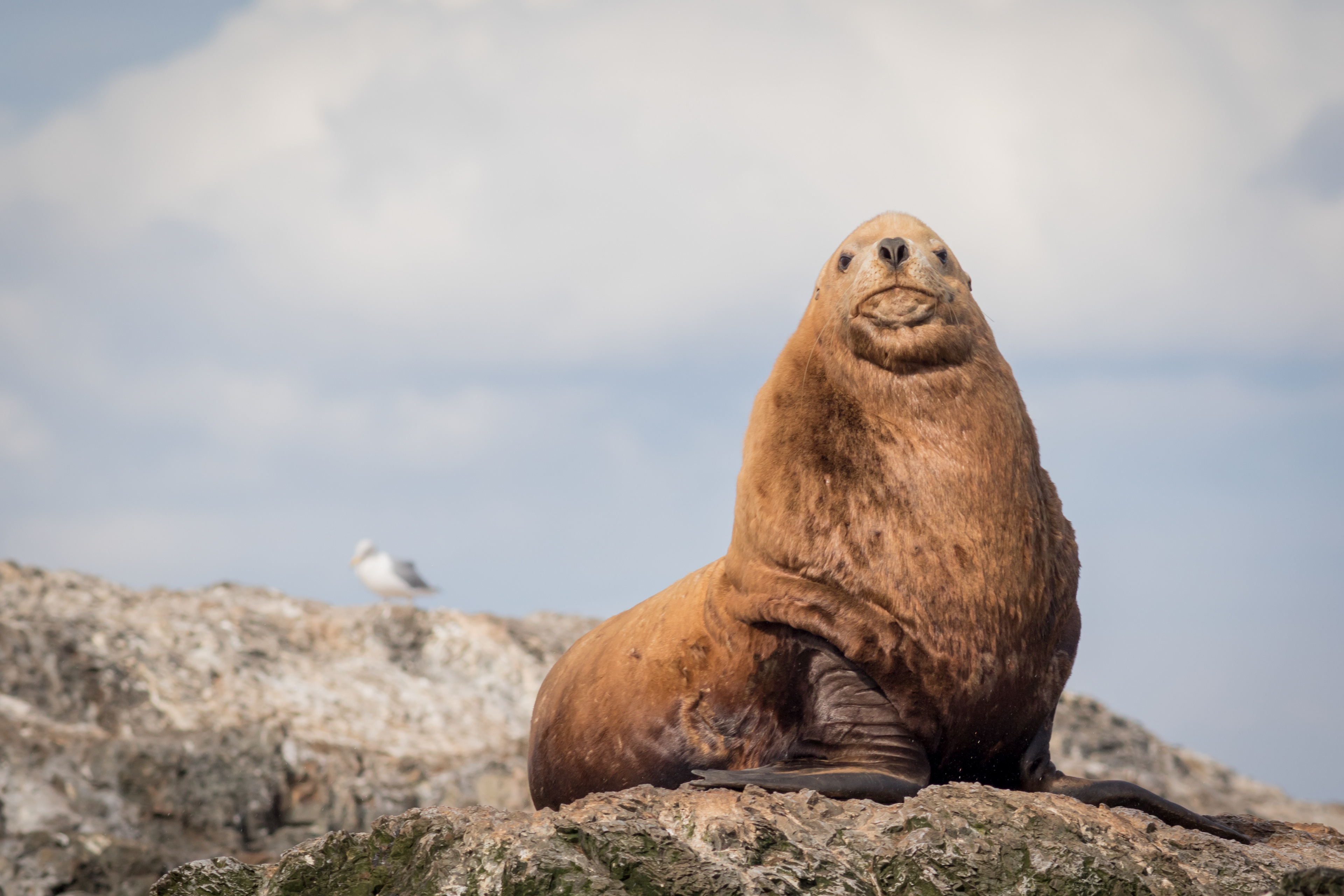Steller Sea Lion - Washington