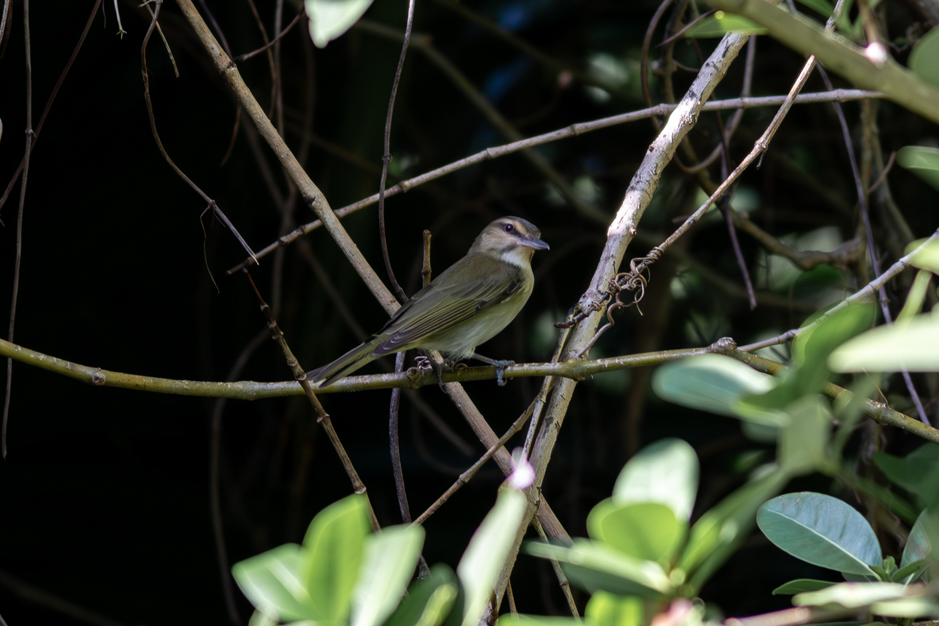 Black-whiskered Vireo