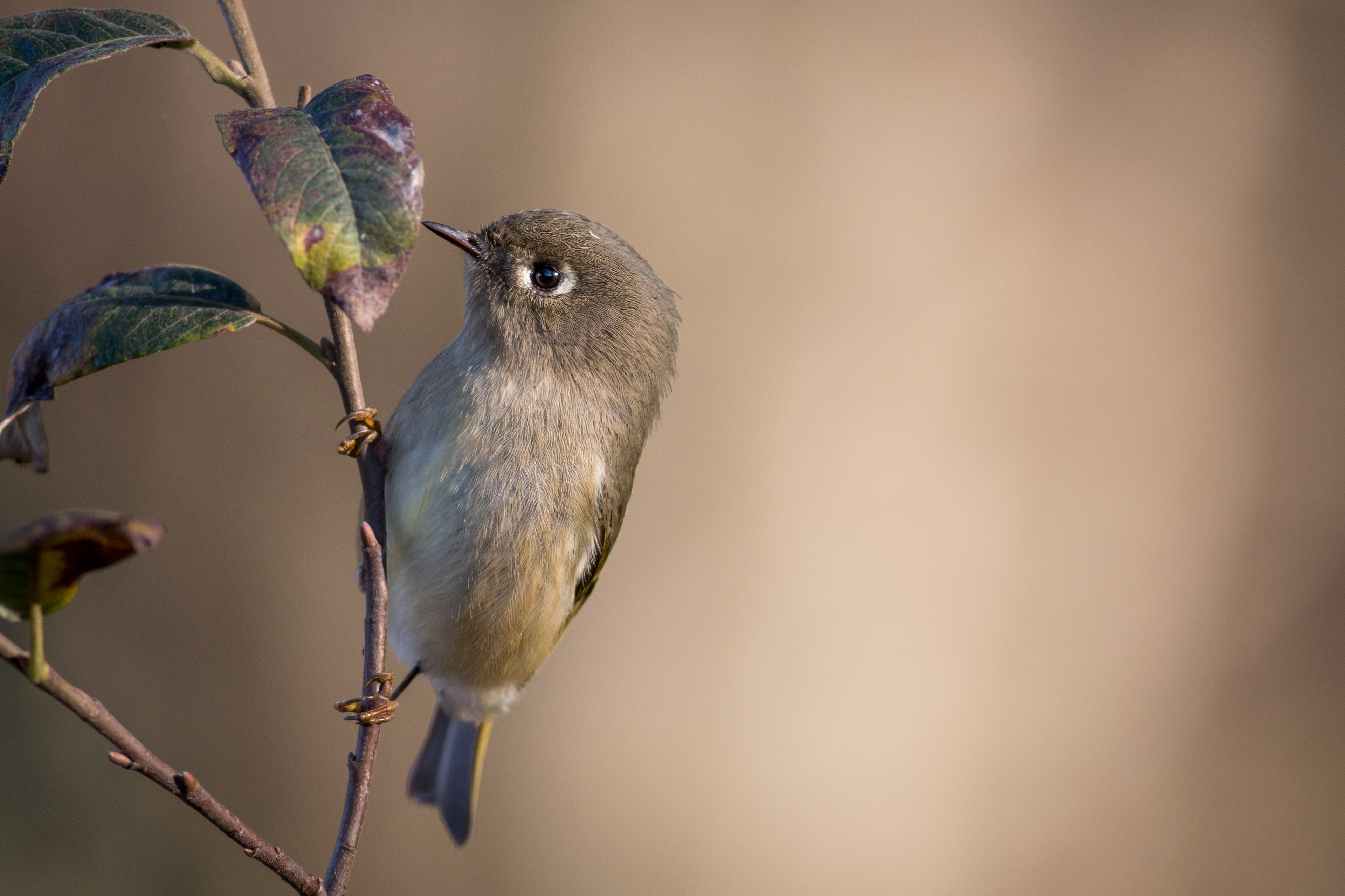 Ruby-crowned Kinglet - BC