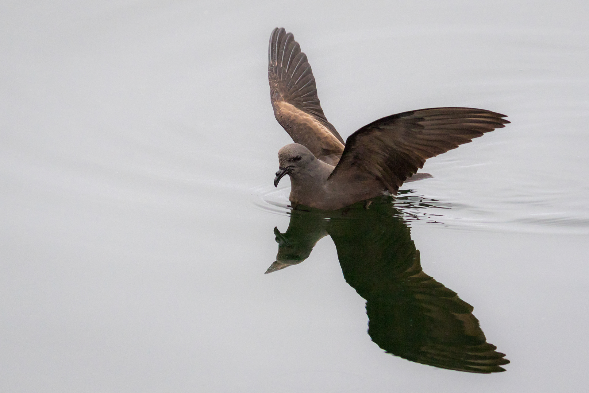 Leach's Storm-Petrel - Newfoundland
