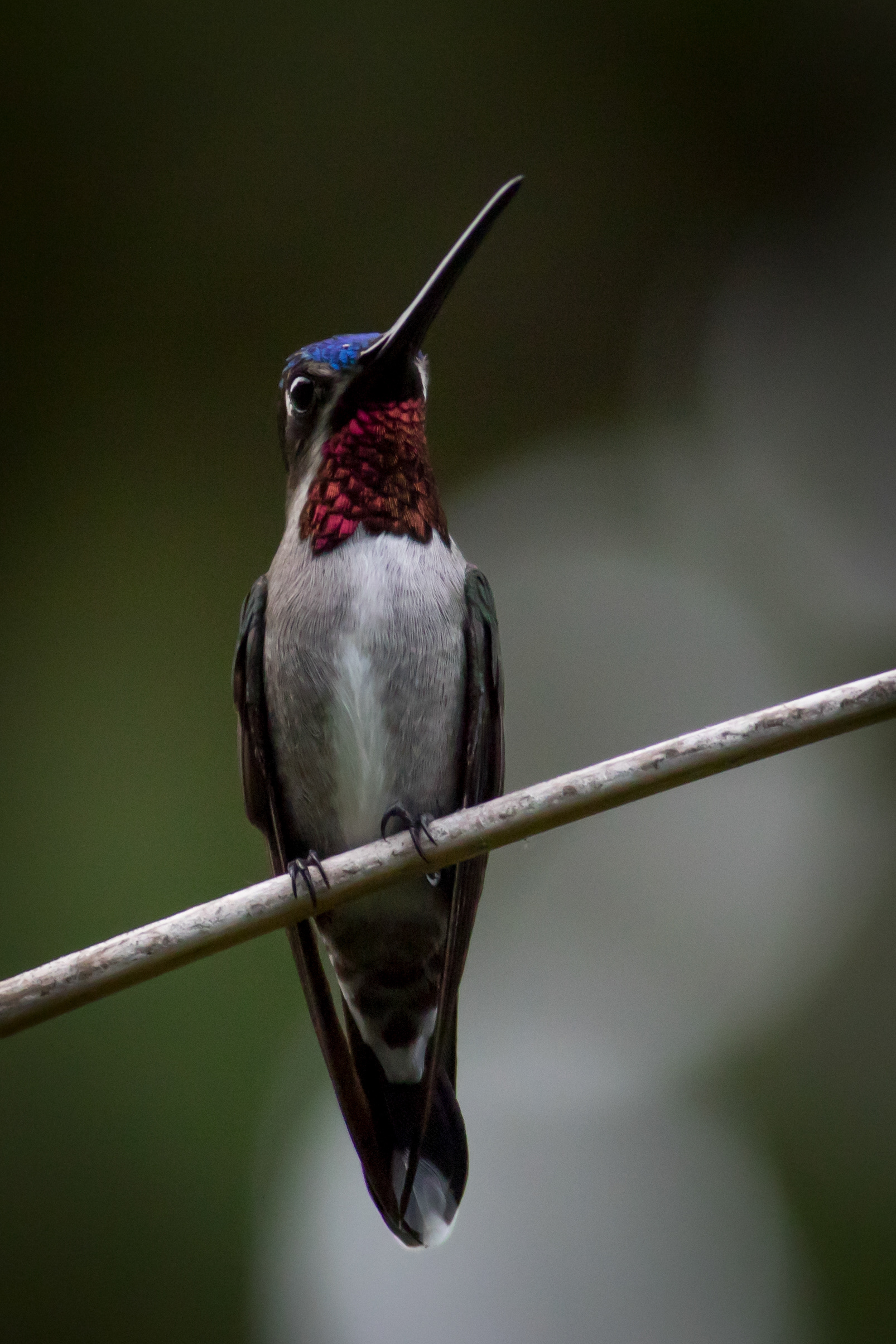 Long-billed Starthroat