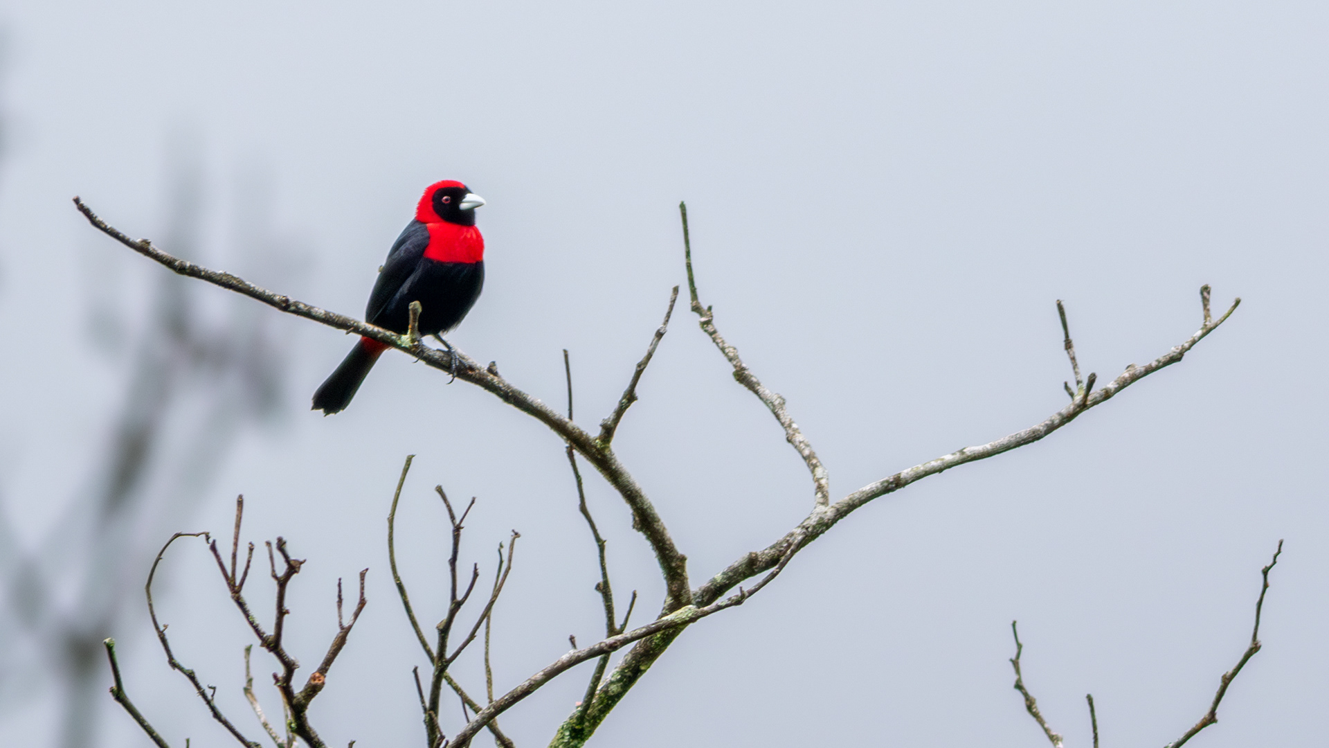 Crimson-collared Tanager - Aranal Observatory