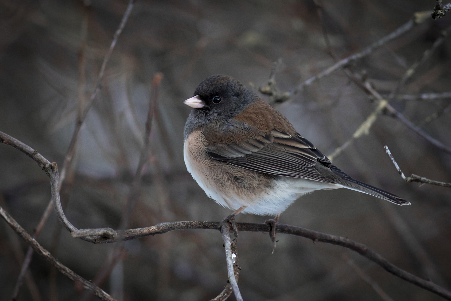 Dark-eyed Junco, female