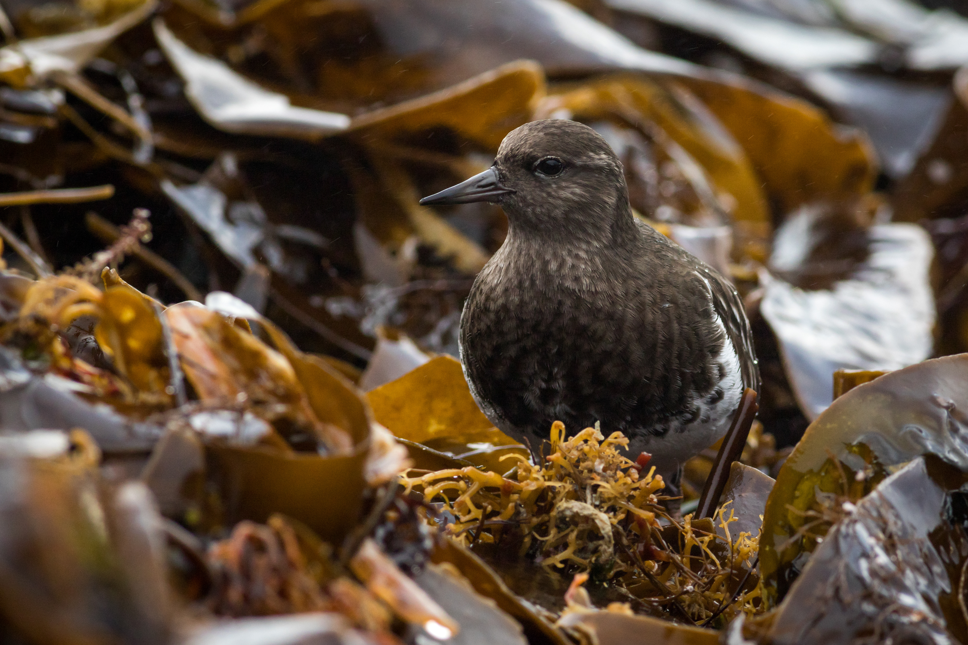 Black Turnstone - BC