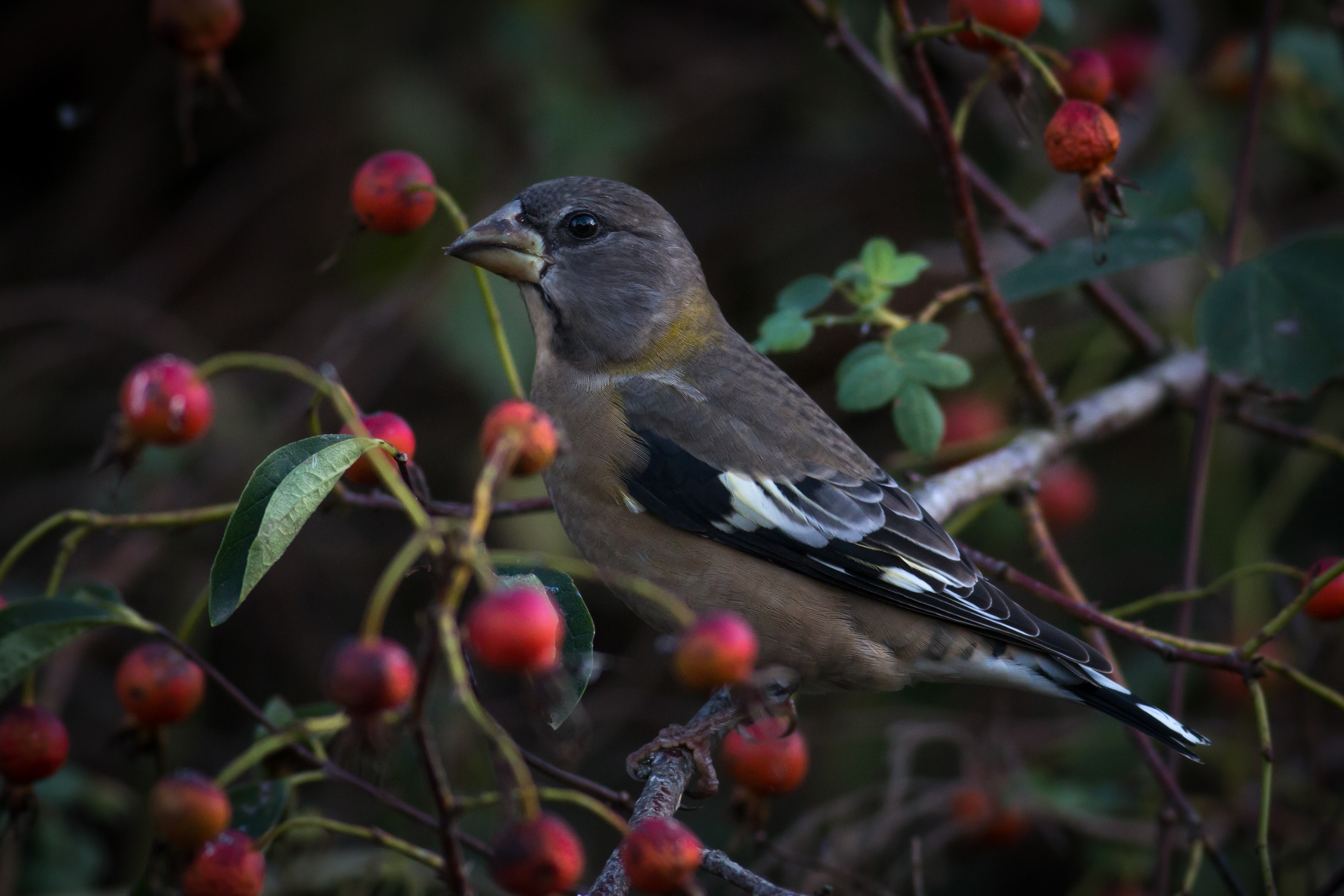 Evening Grosbeak - female - BC