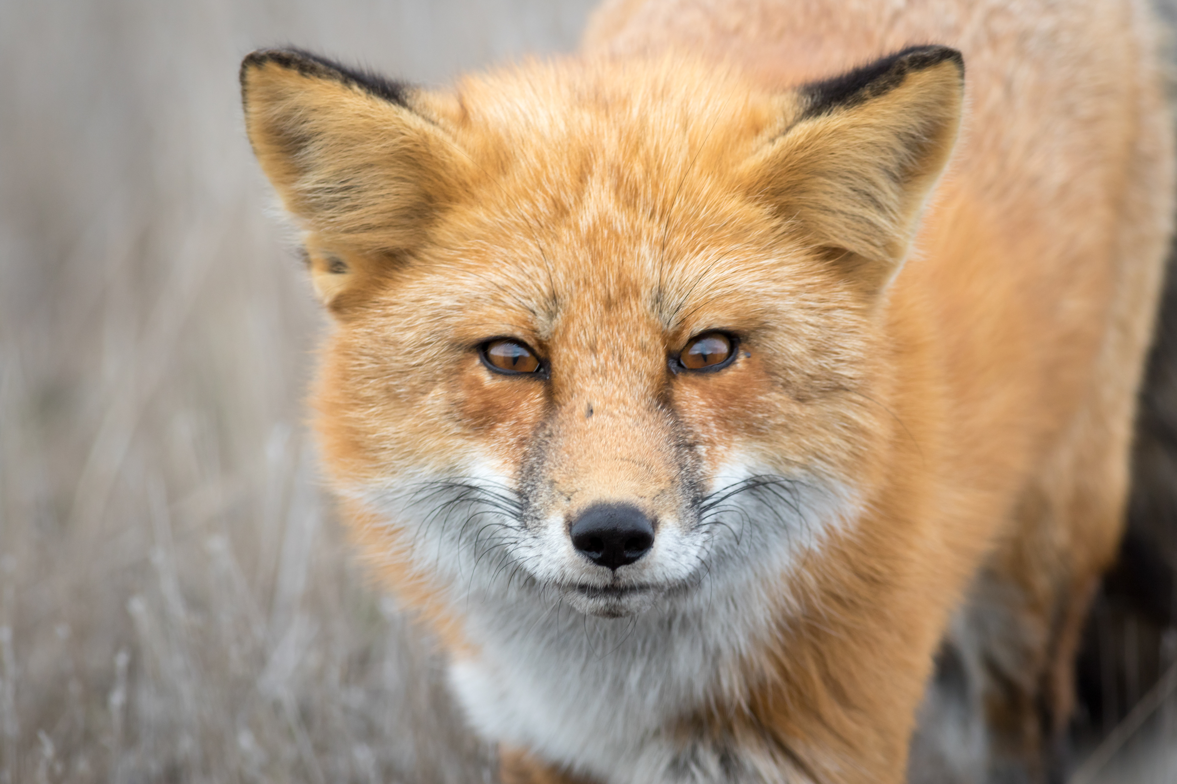 Red Fox - Washington