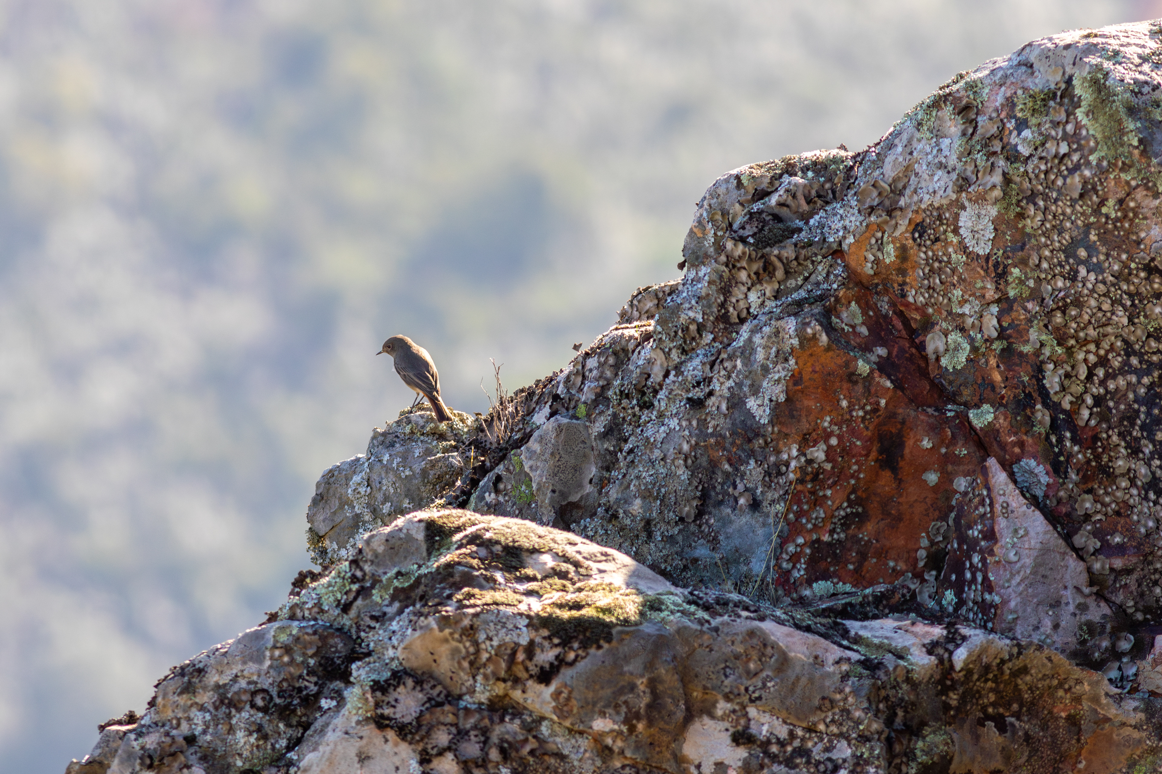 Black Redstart, female