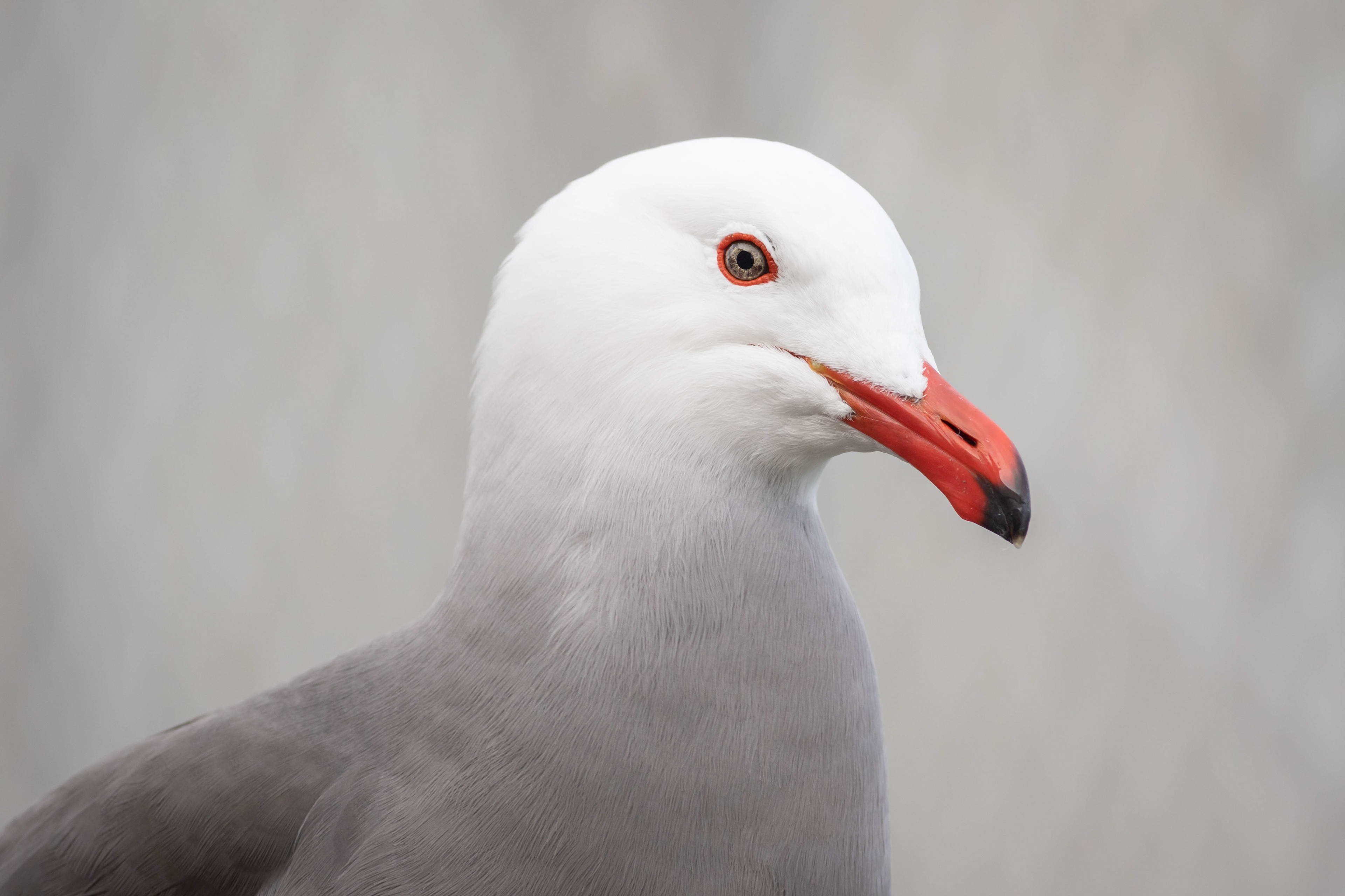 Heerman's Gull - California