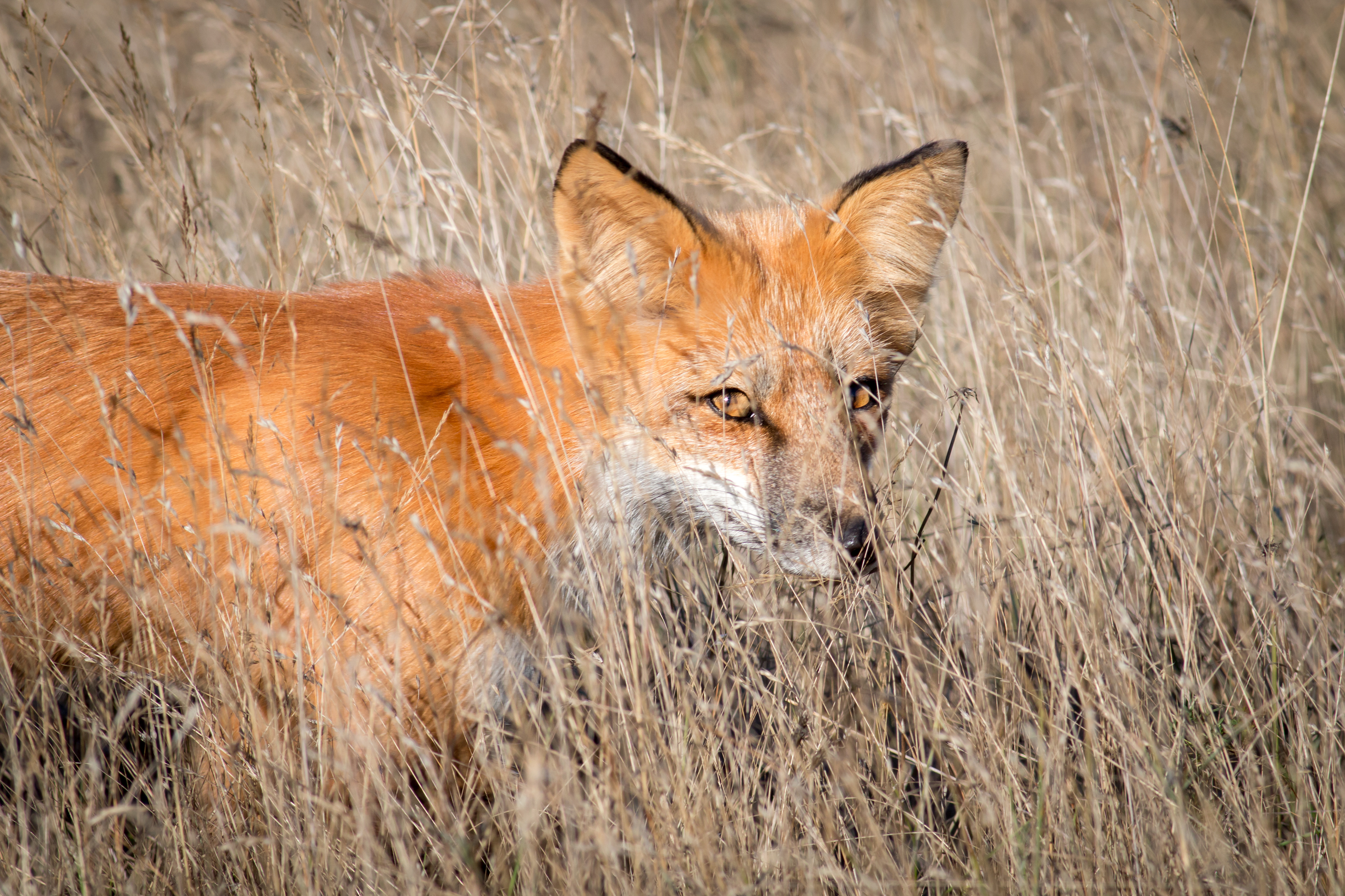 Red Fox - Washington