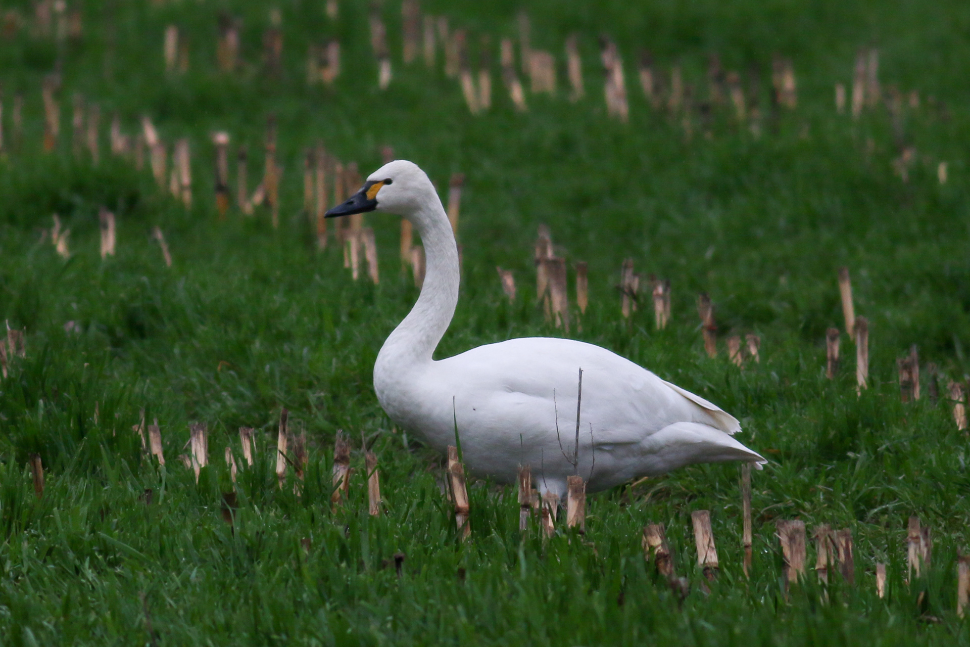 Tundra Swan - BC