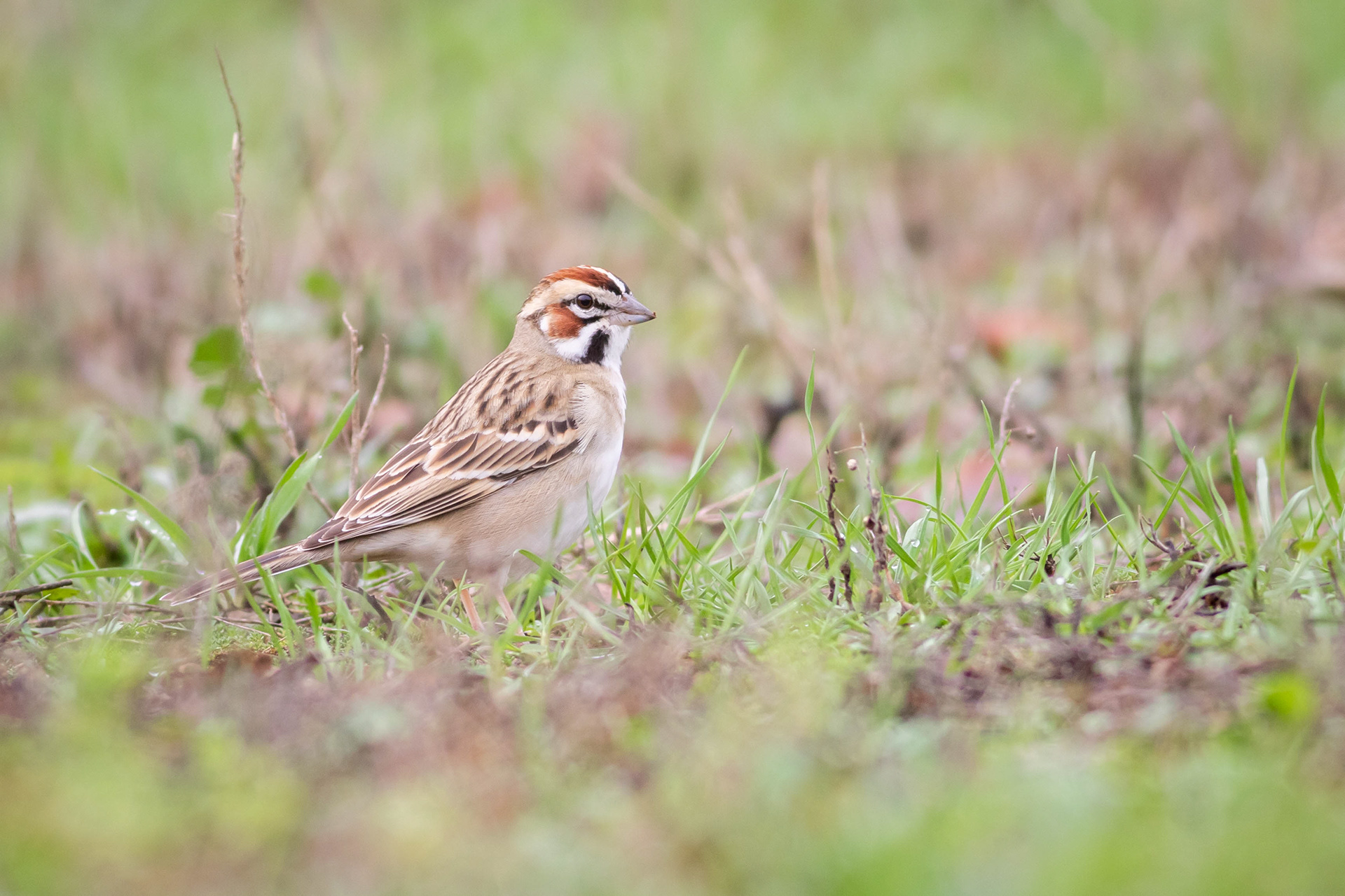 Lark Sparrow - California