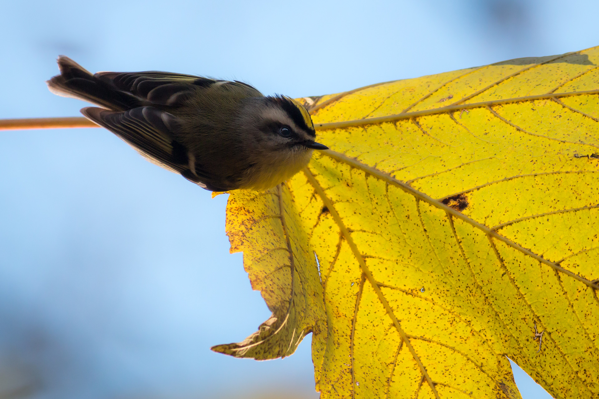 Yellow-crowned Kinglet - BC