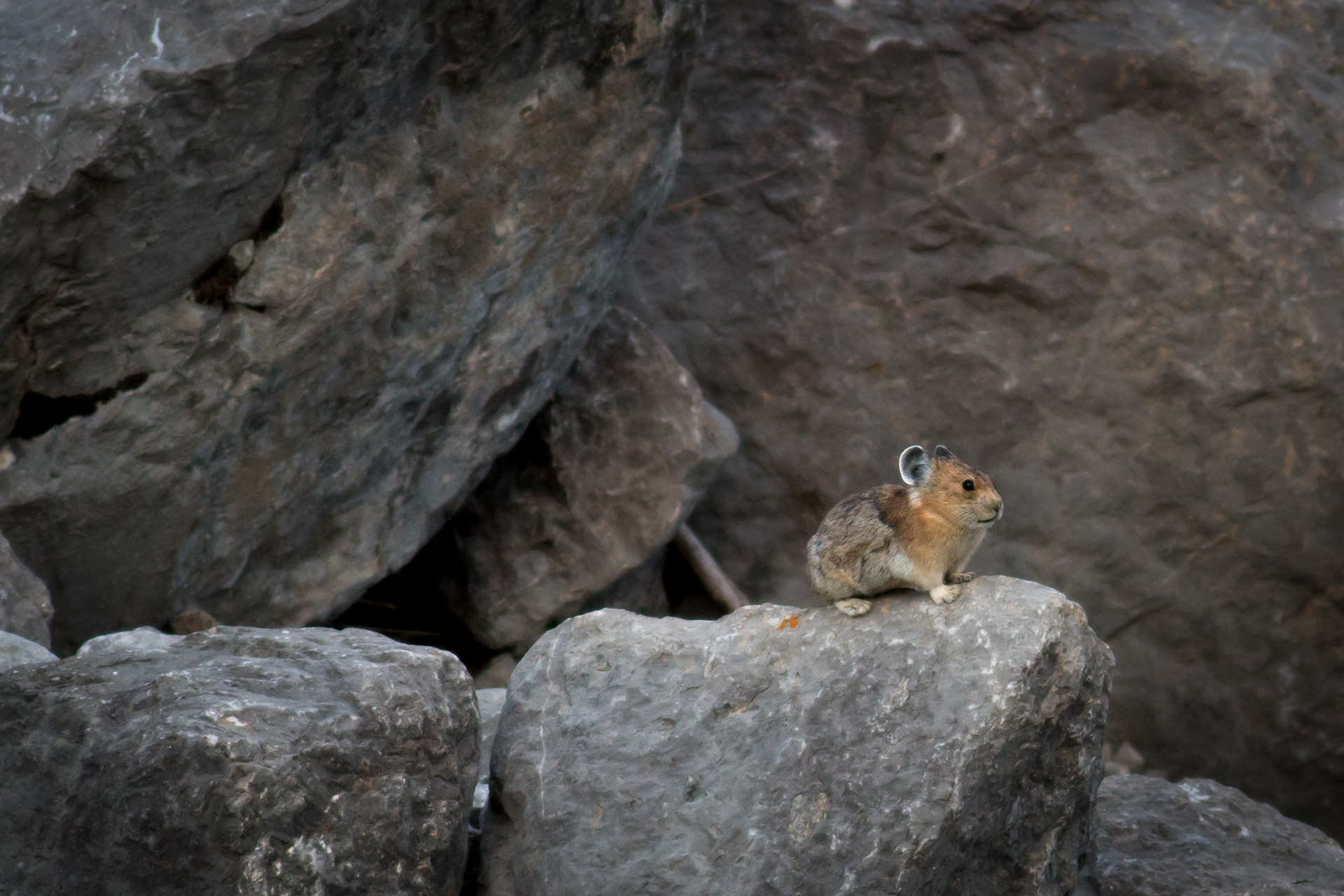 Pika, Alberta