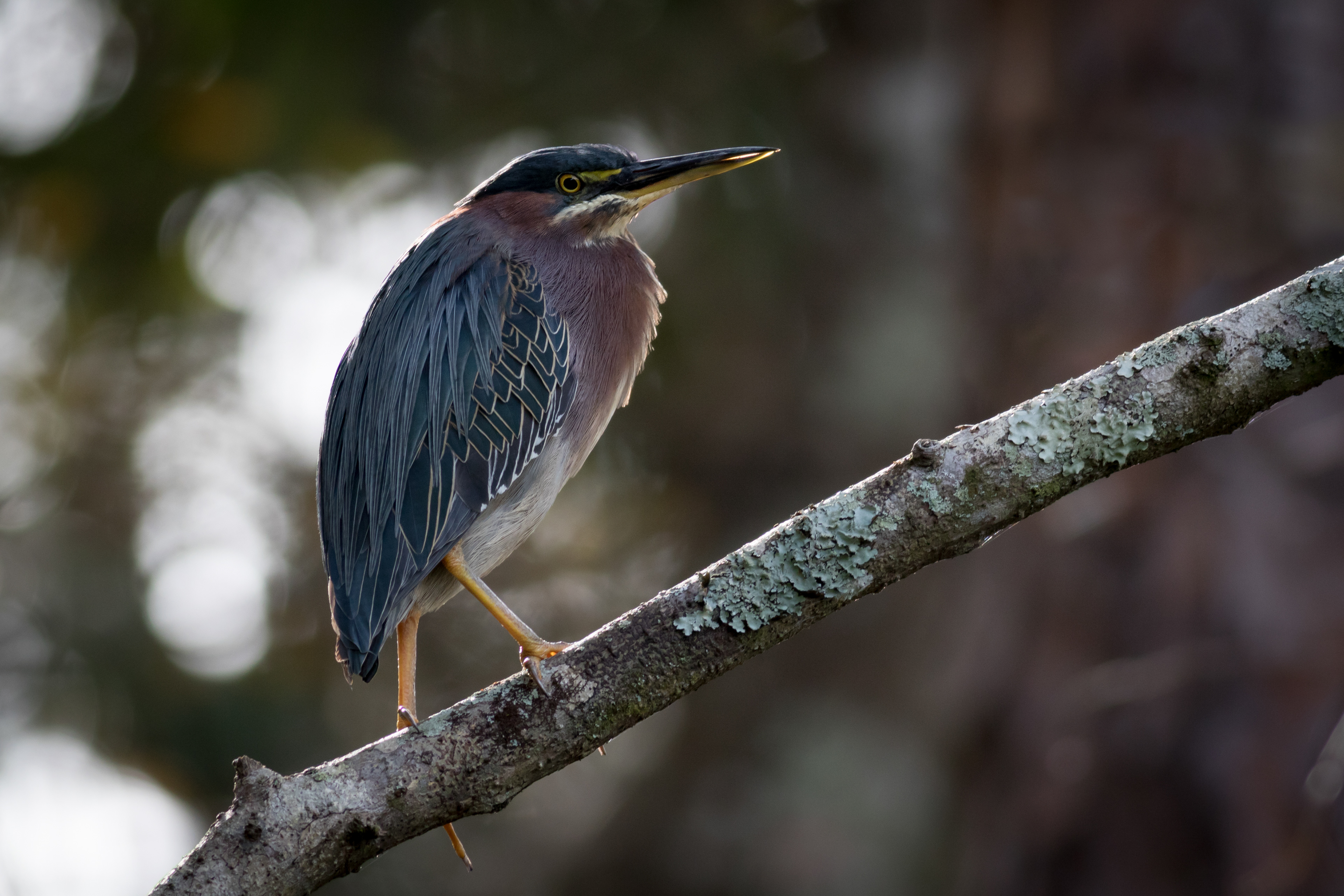 Green Heron - Florida