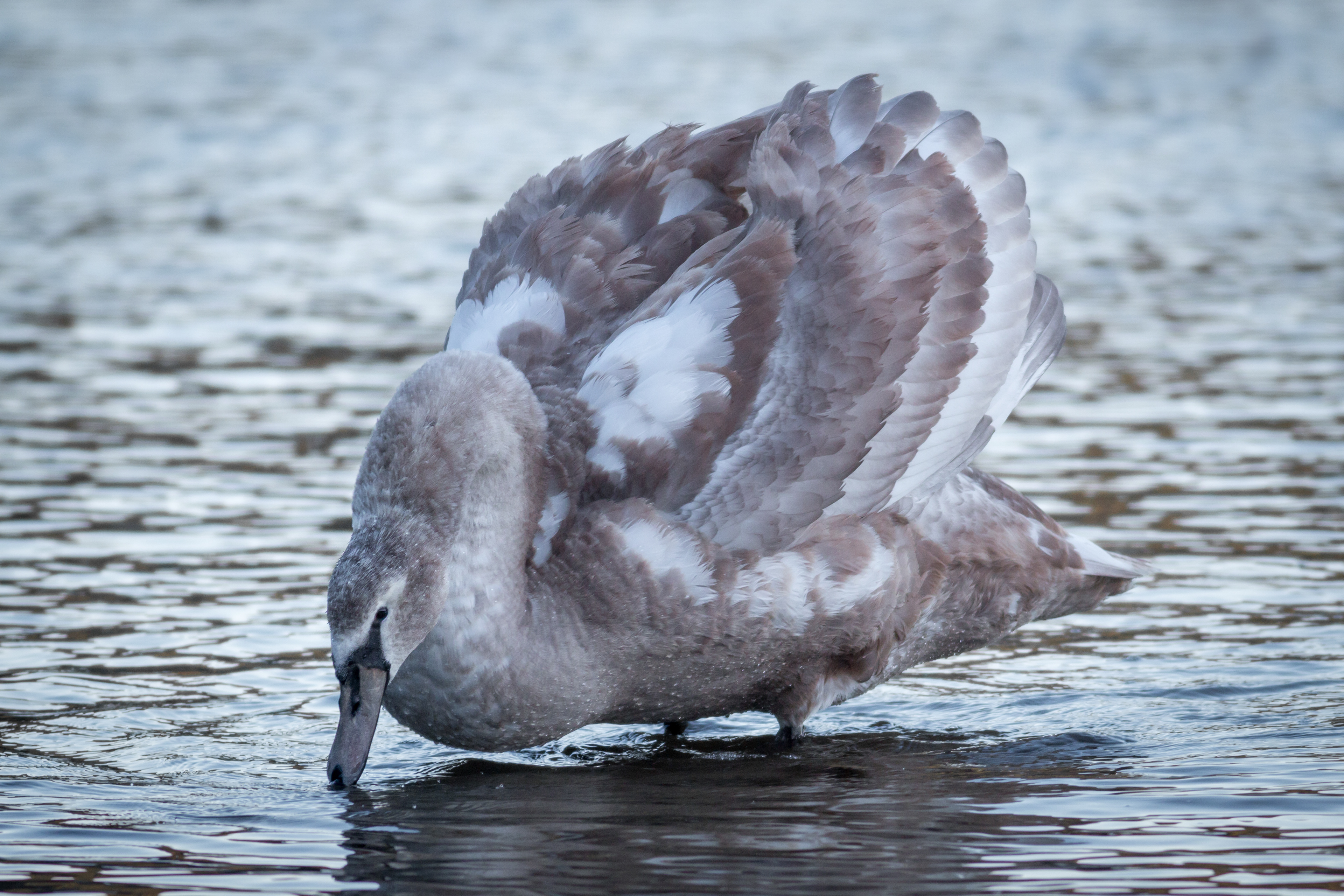 Mute Swan - juvenile - BC