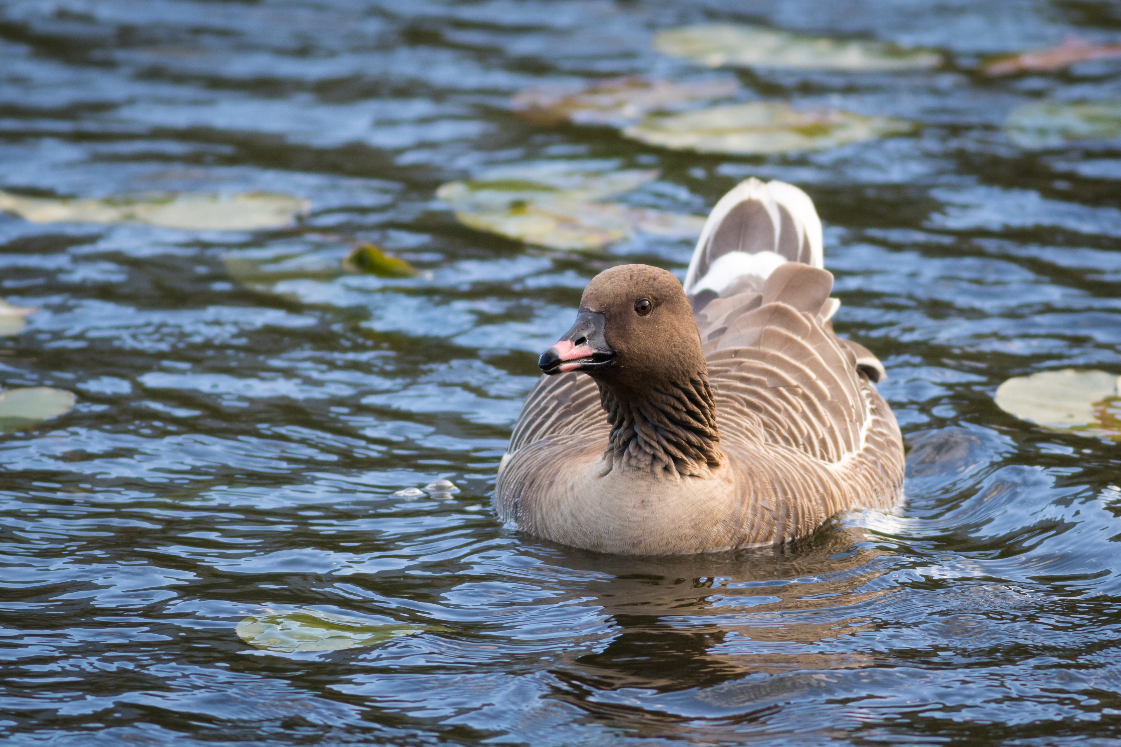 Pink-footed Goose - Newfoundland