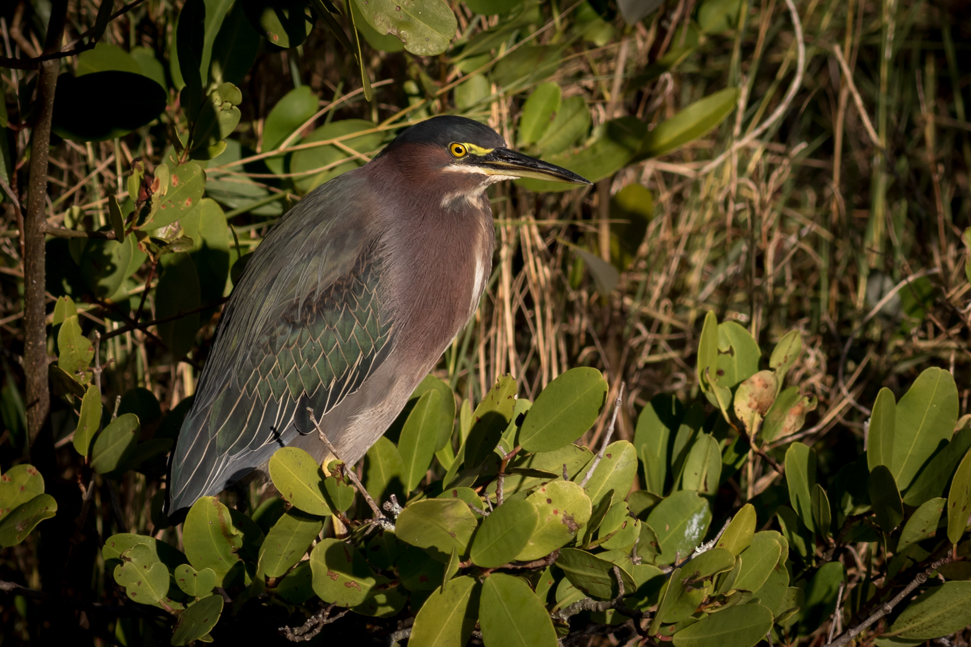 Green Heron - Florida