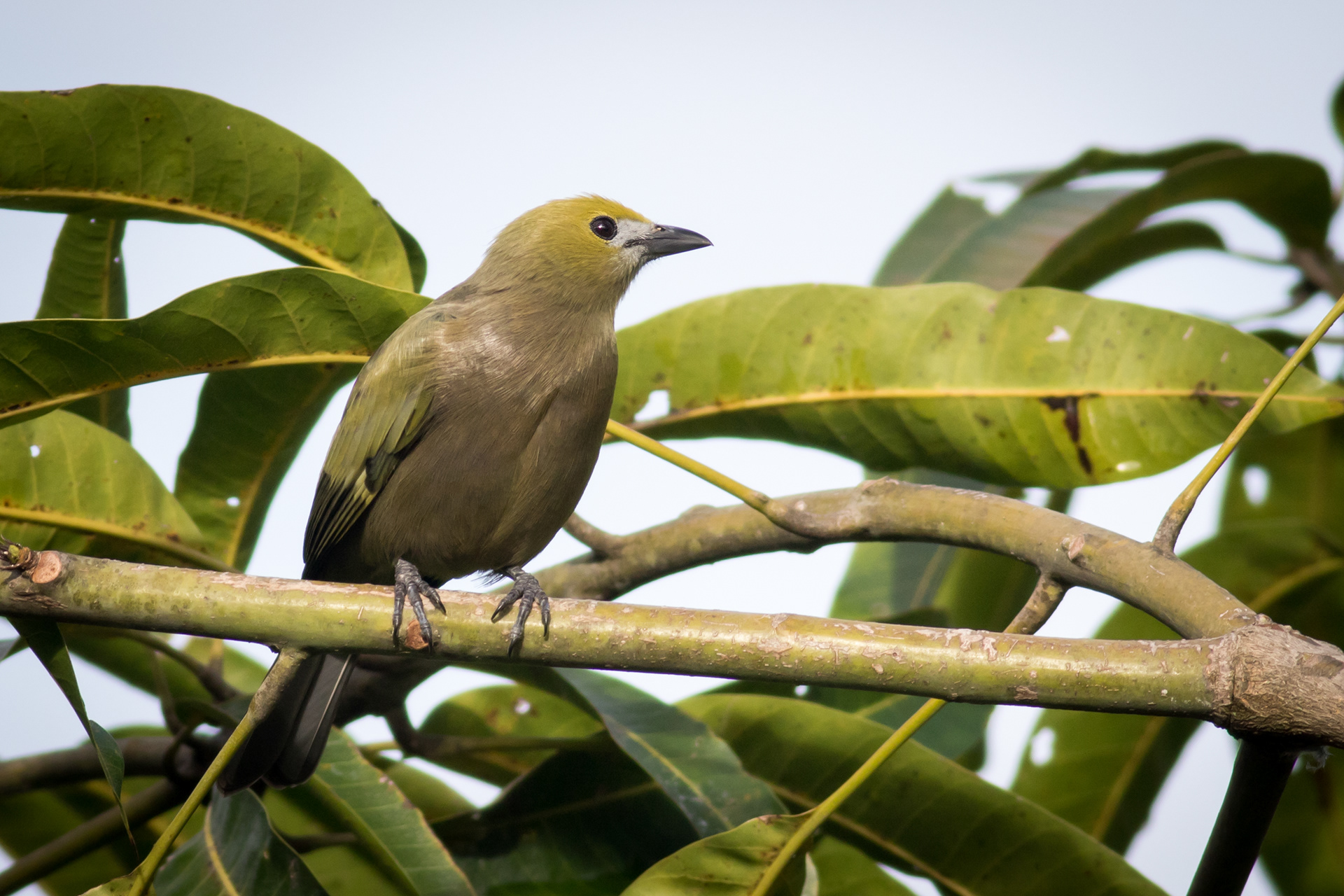 Palm Tanager