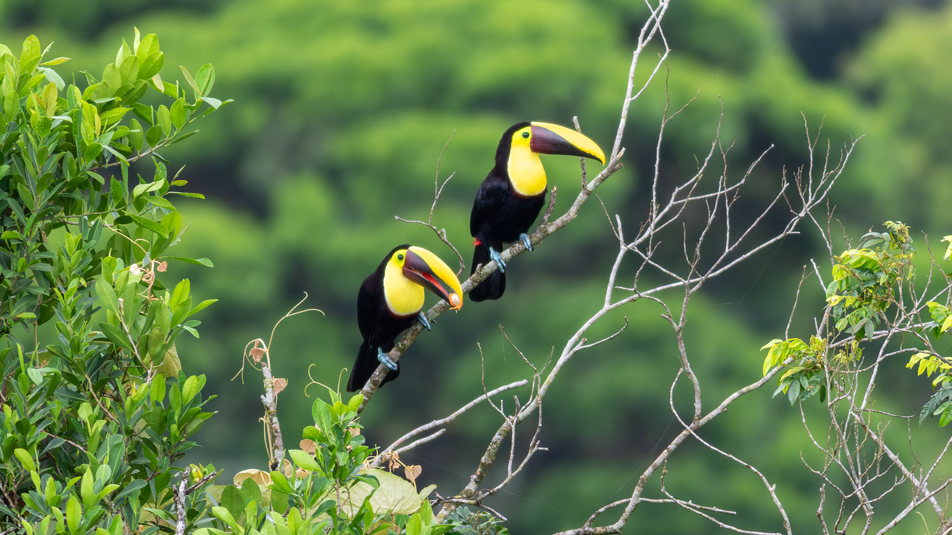 Yellow-throated Toucan  - Aranal Observatory