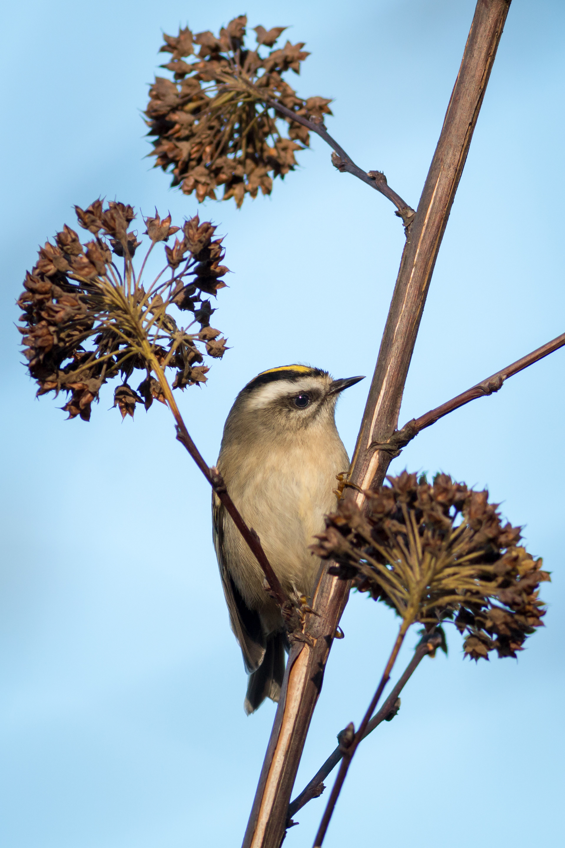 Golden-crowned Kinglet - BC