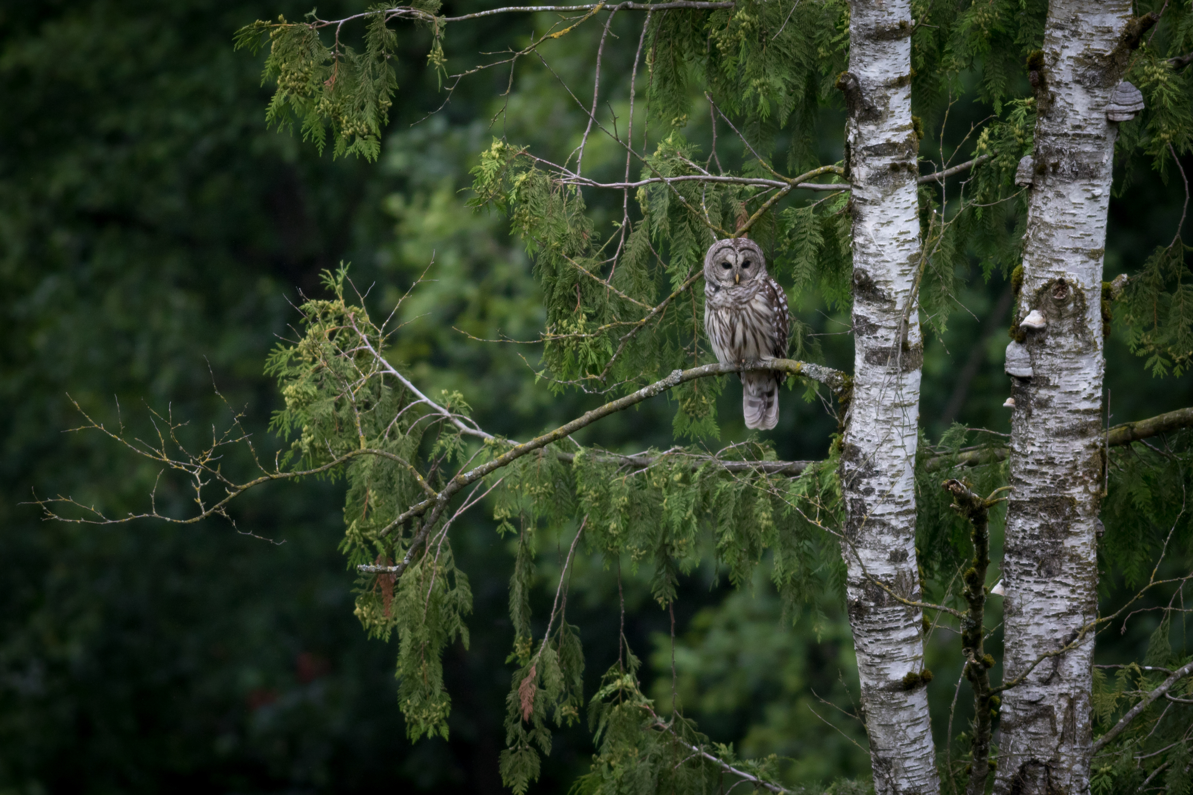 Barred Owl
